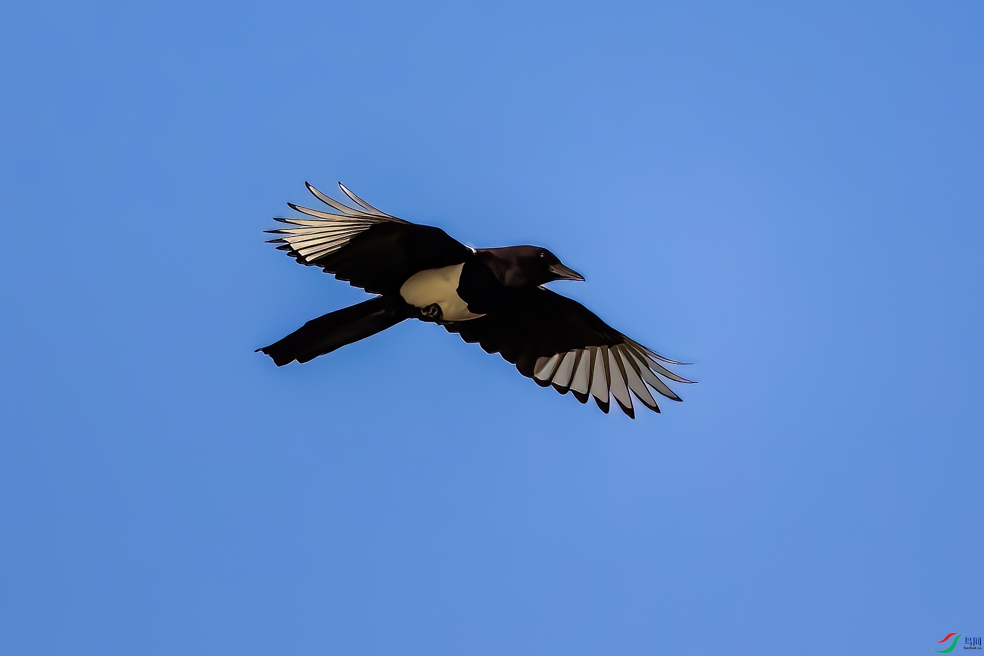 _MG_2719-CR2_(1920).jpg