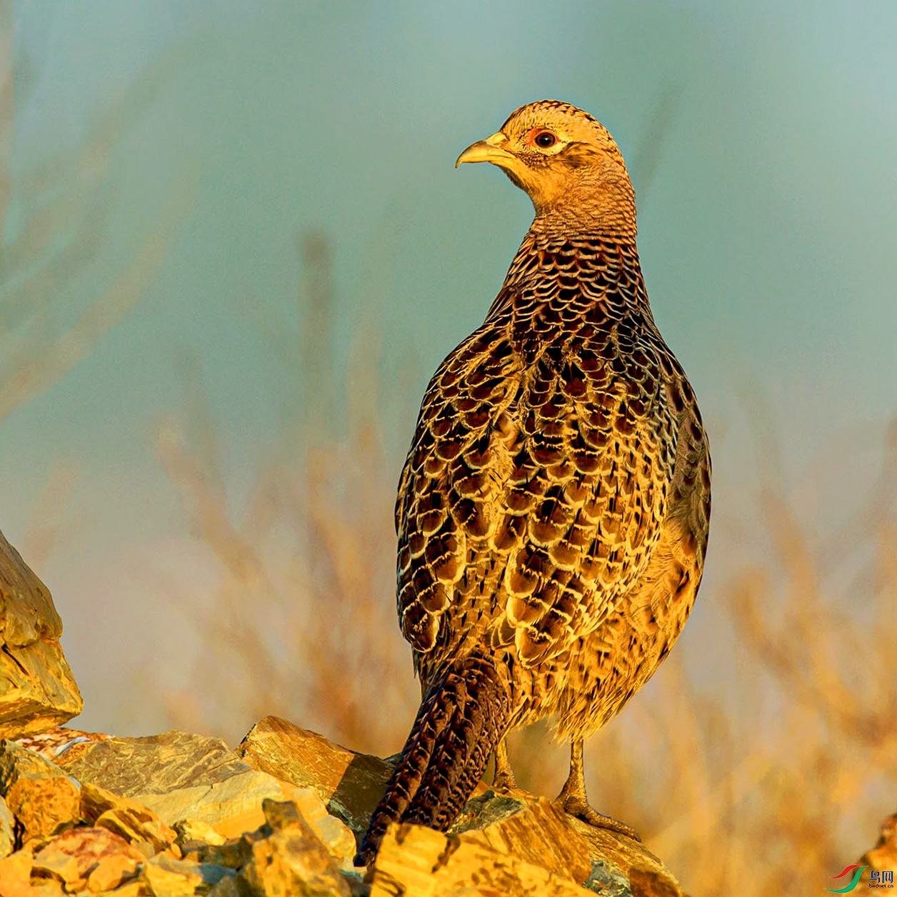 _MG_0023 ����.jpg