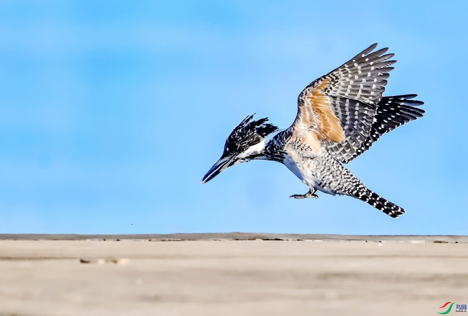 DSC_1020---_conew2.jpg