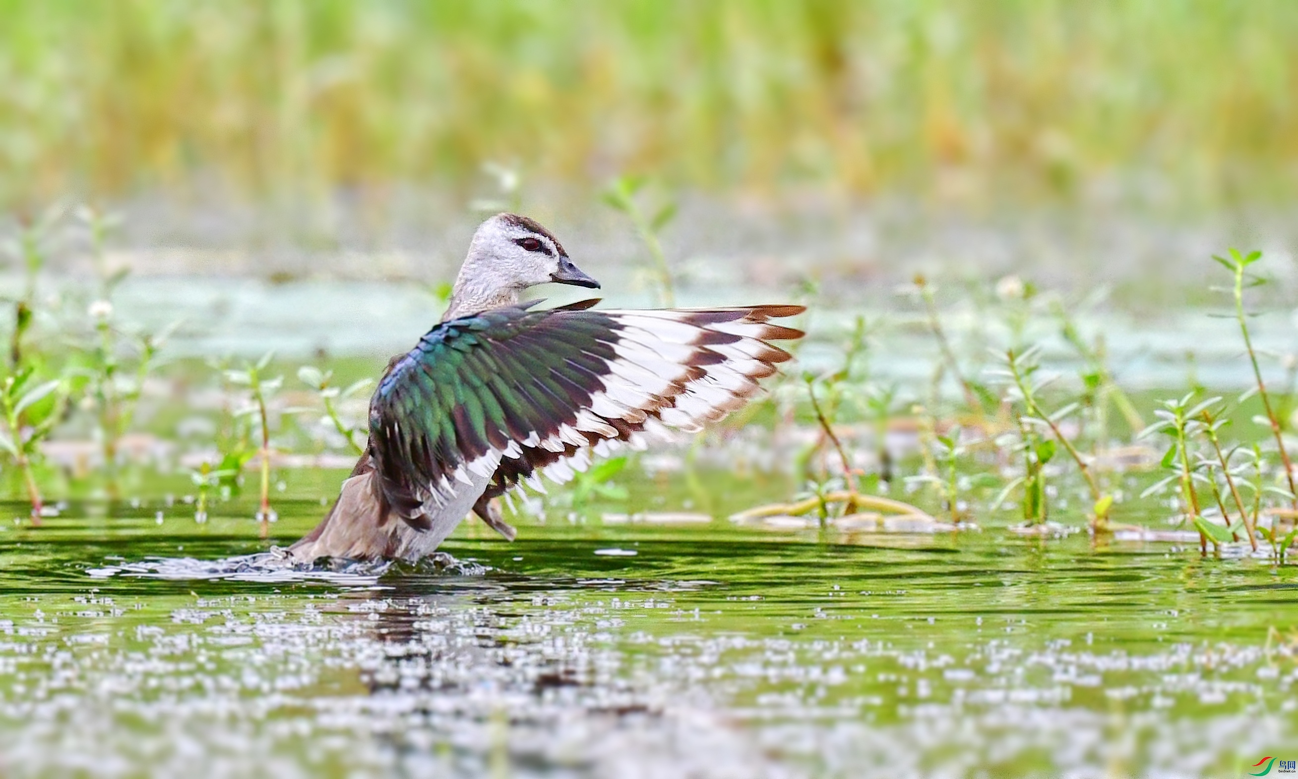 DSC_3156_conew7.jpg