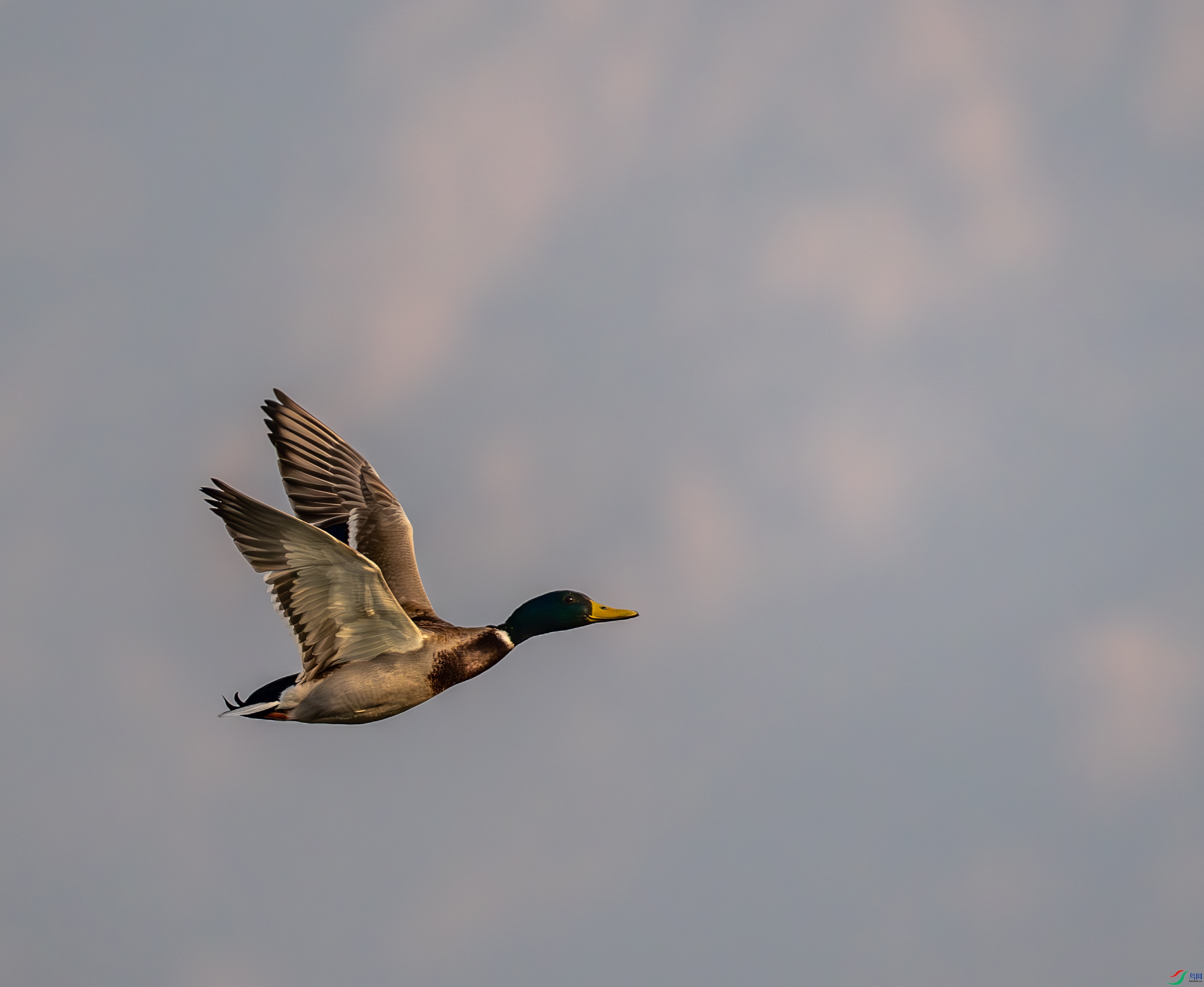 ��ͷѼ-7.jpg