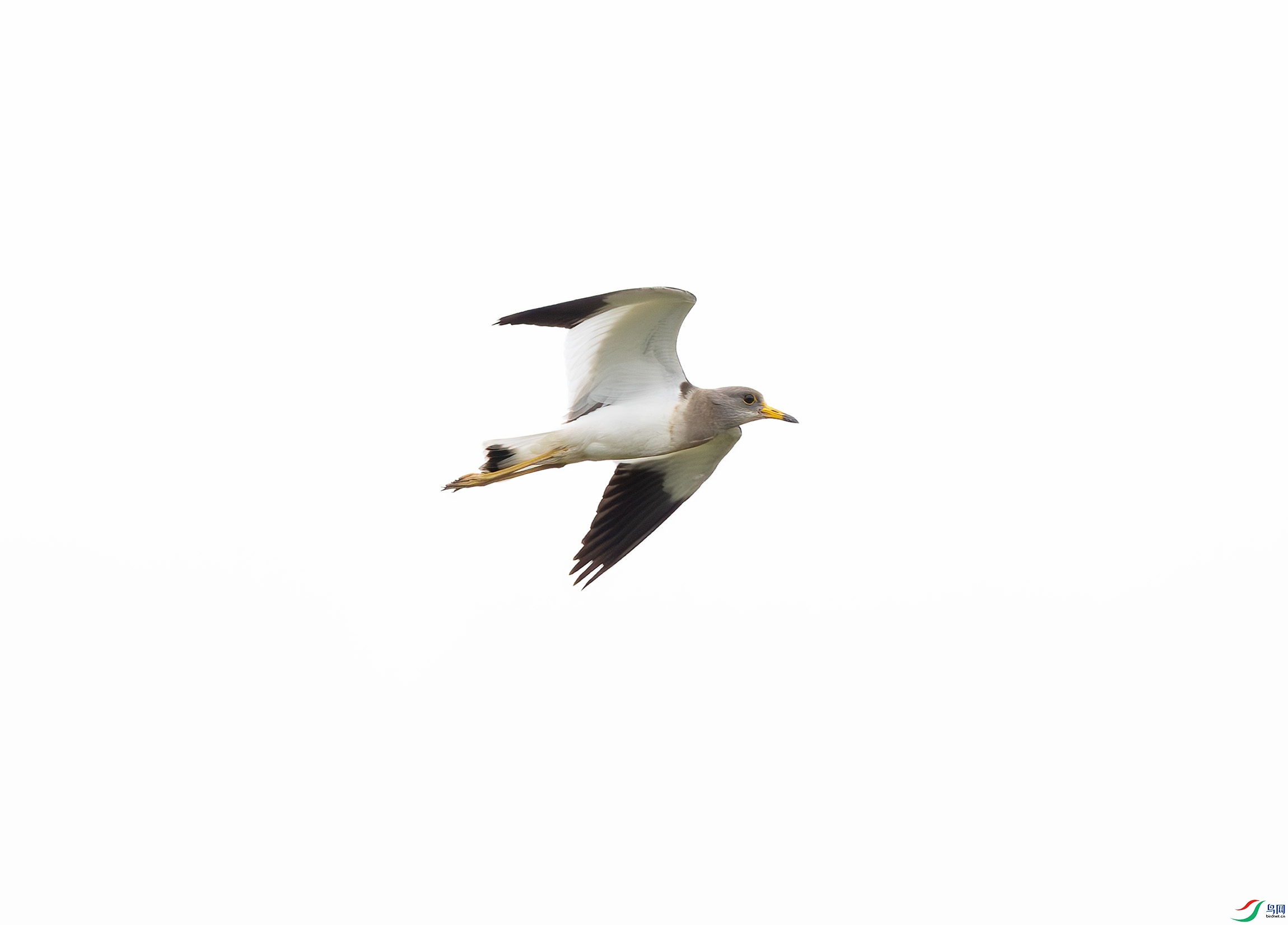 G47A3226-����ǿ-NR ����.jpg