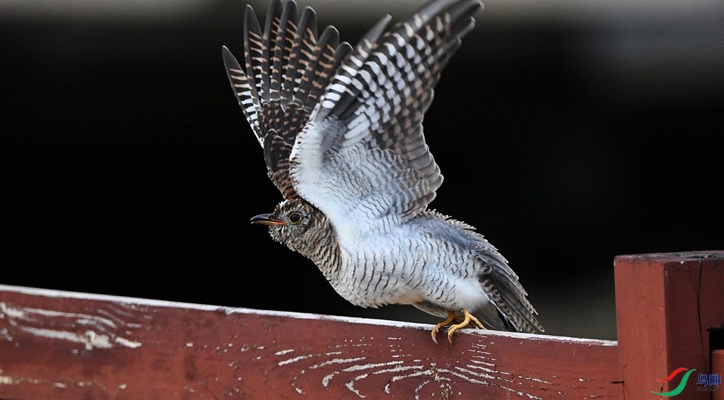 DSC_2158.JPG