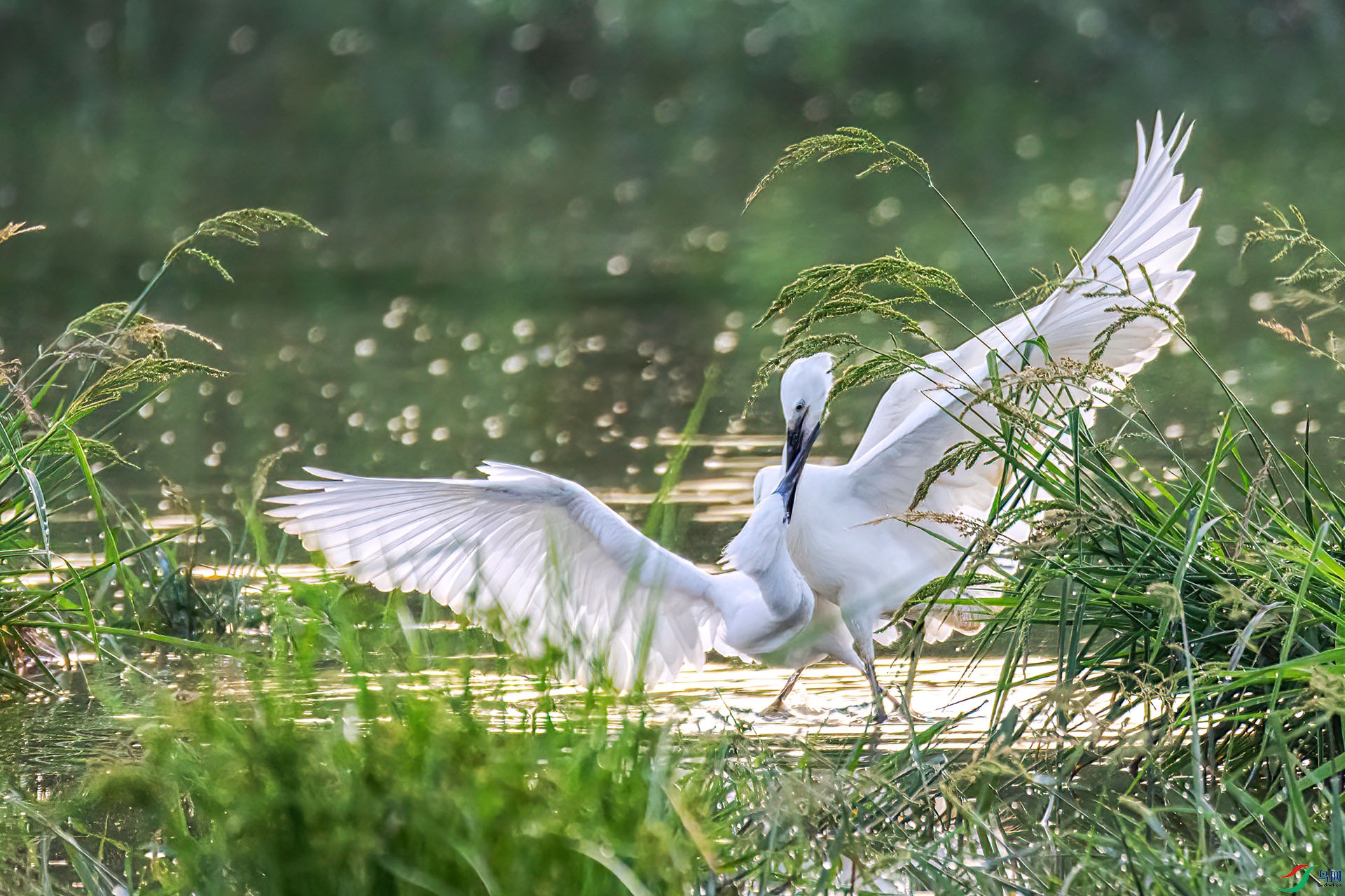 060A1412 ����-Sh---1 .jpg