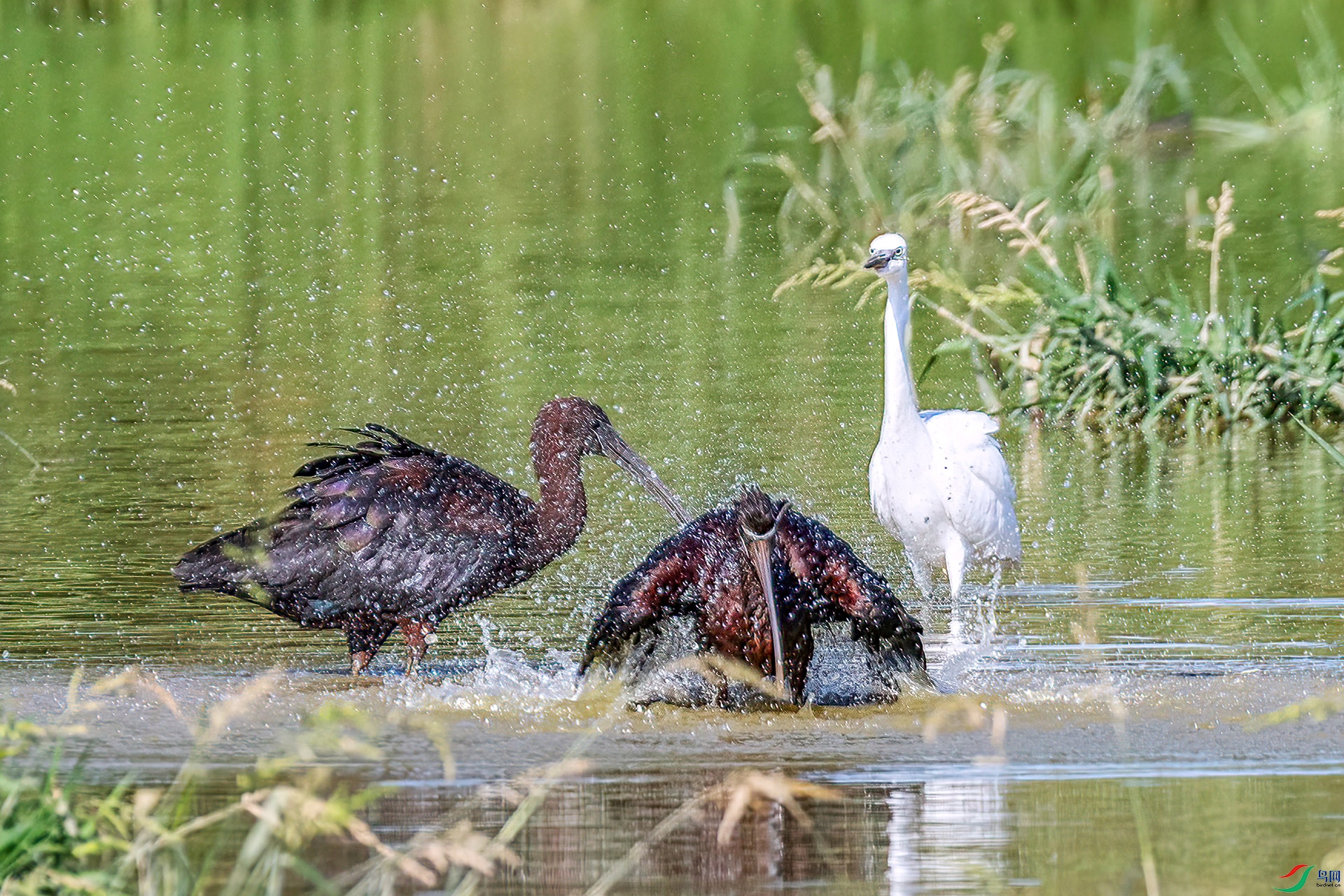 060A2610 ����-Sh----1 .jpg