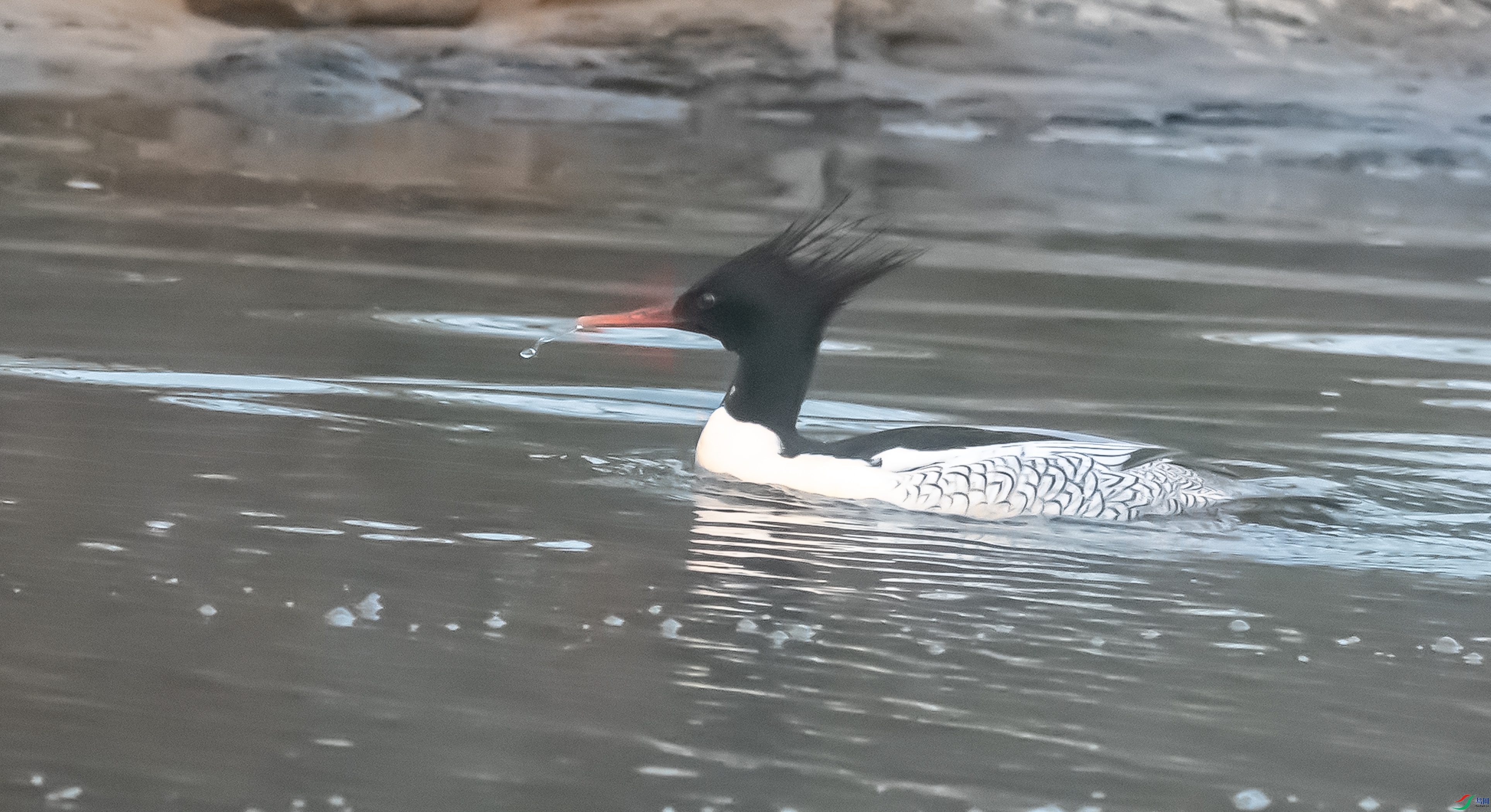 DSC_2104.jpg