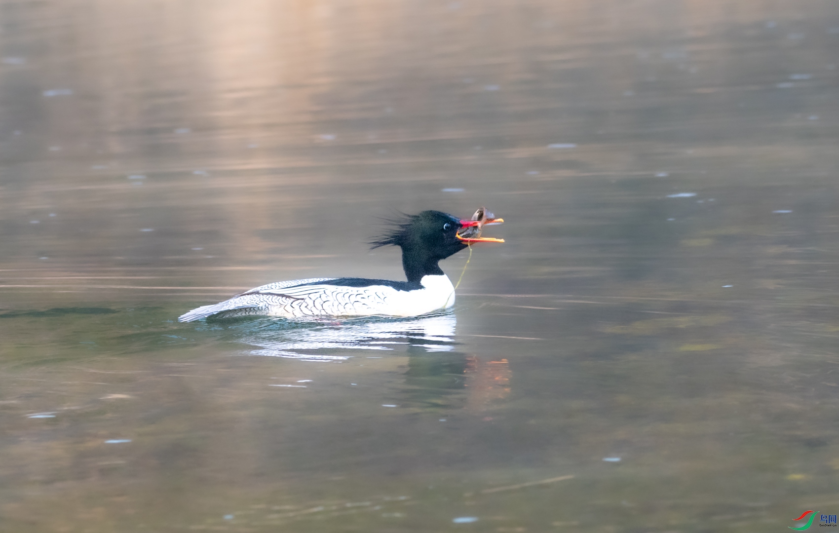 DSC_2218.jpg