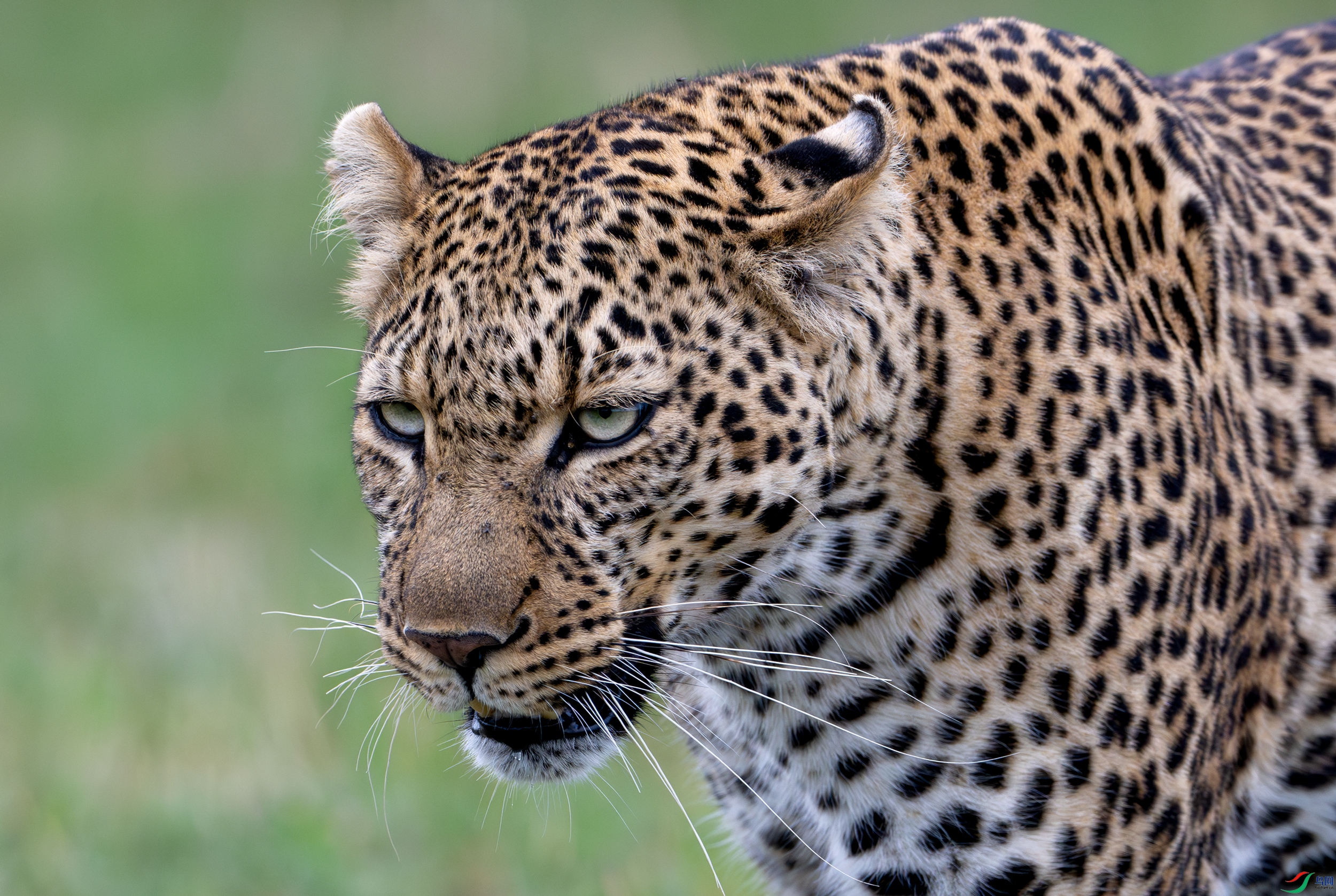 DSC_6275-����ǿ-NR-11.jpg
