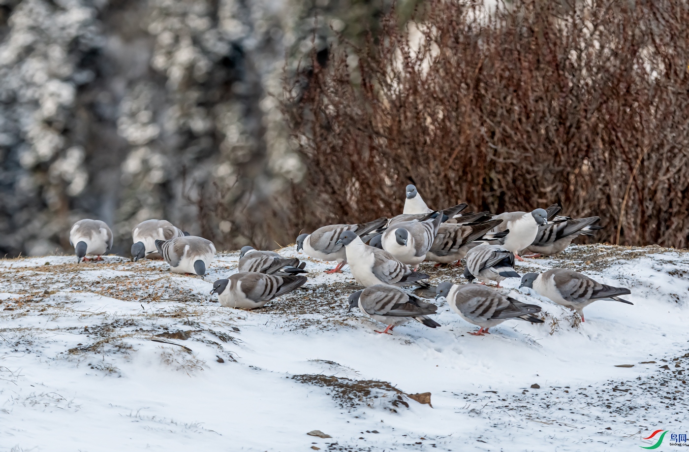 DSC_7531-11.jpg