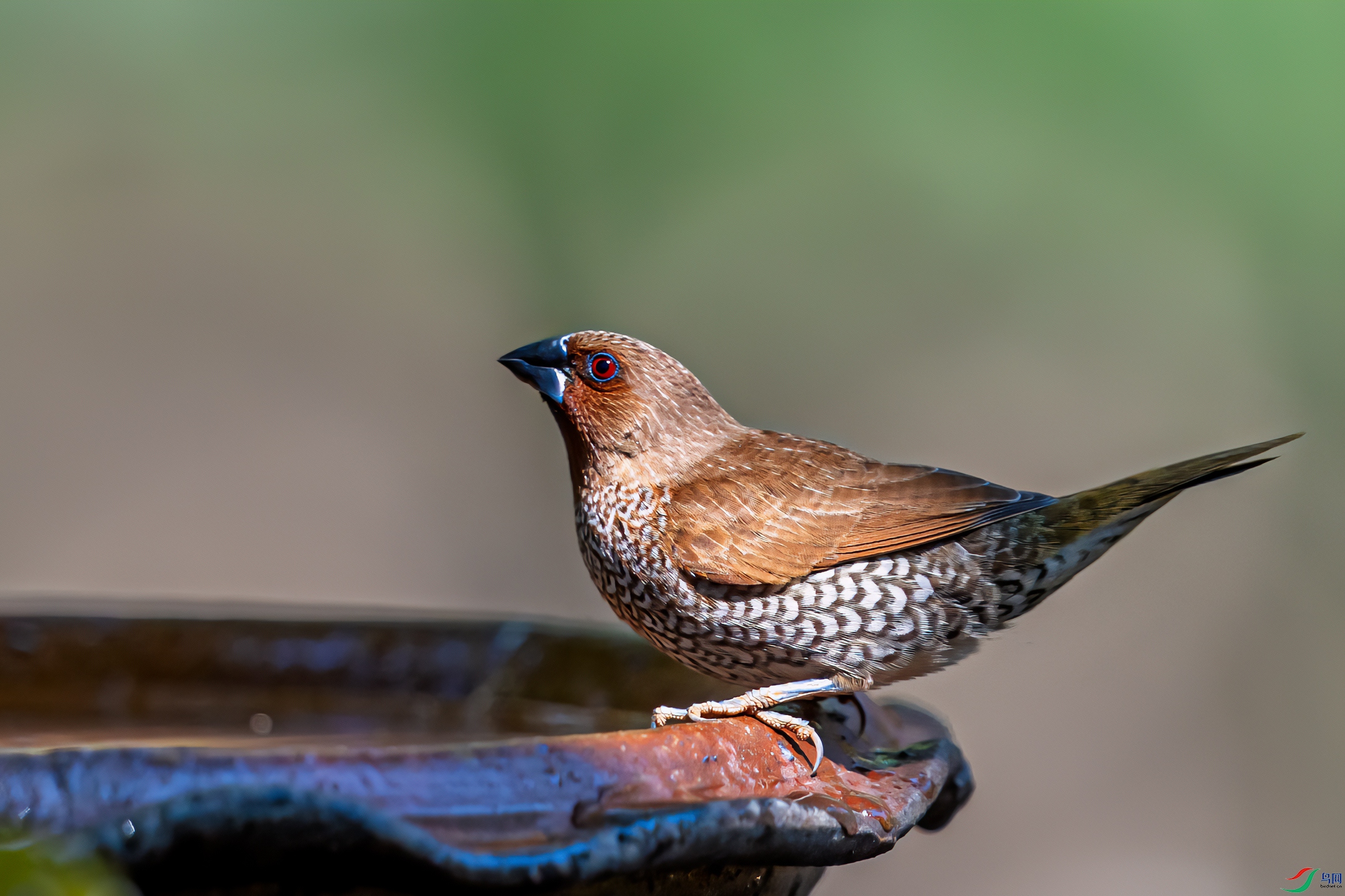 DSC_2988-1.jpg