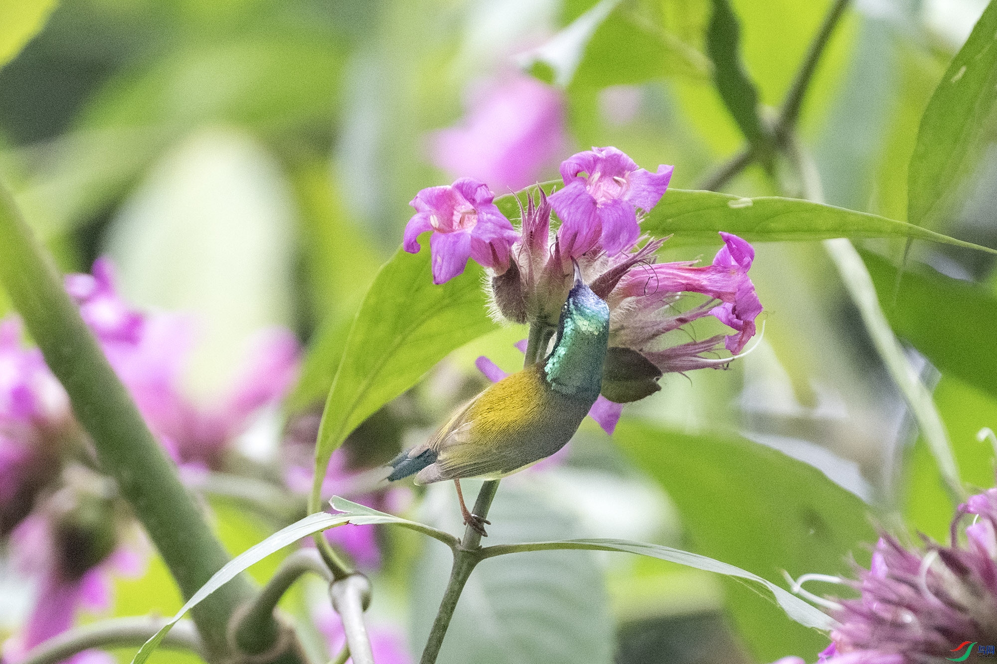 DSC_6557.jpg