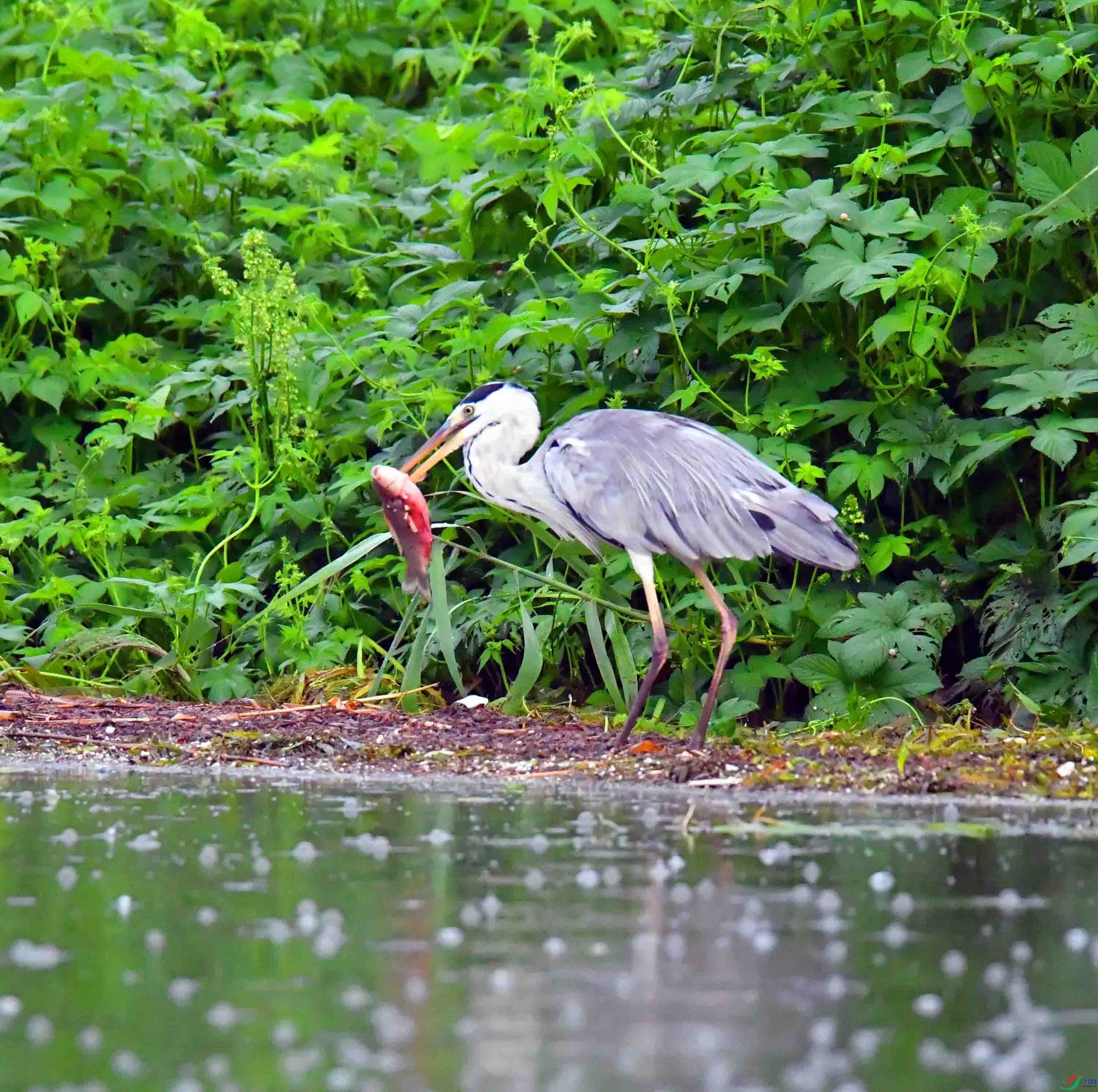 DSC_2220.JPG