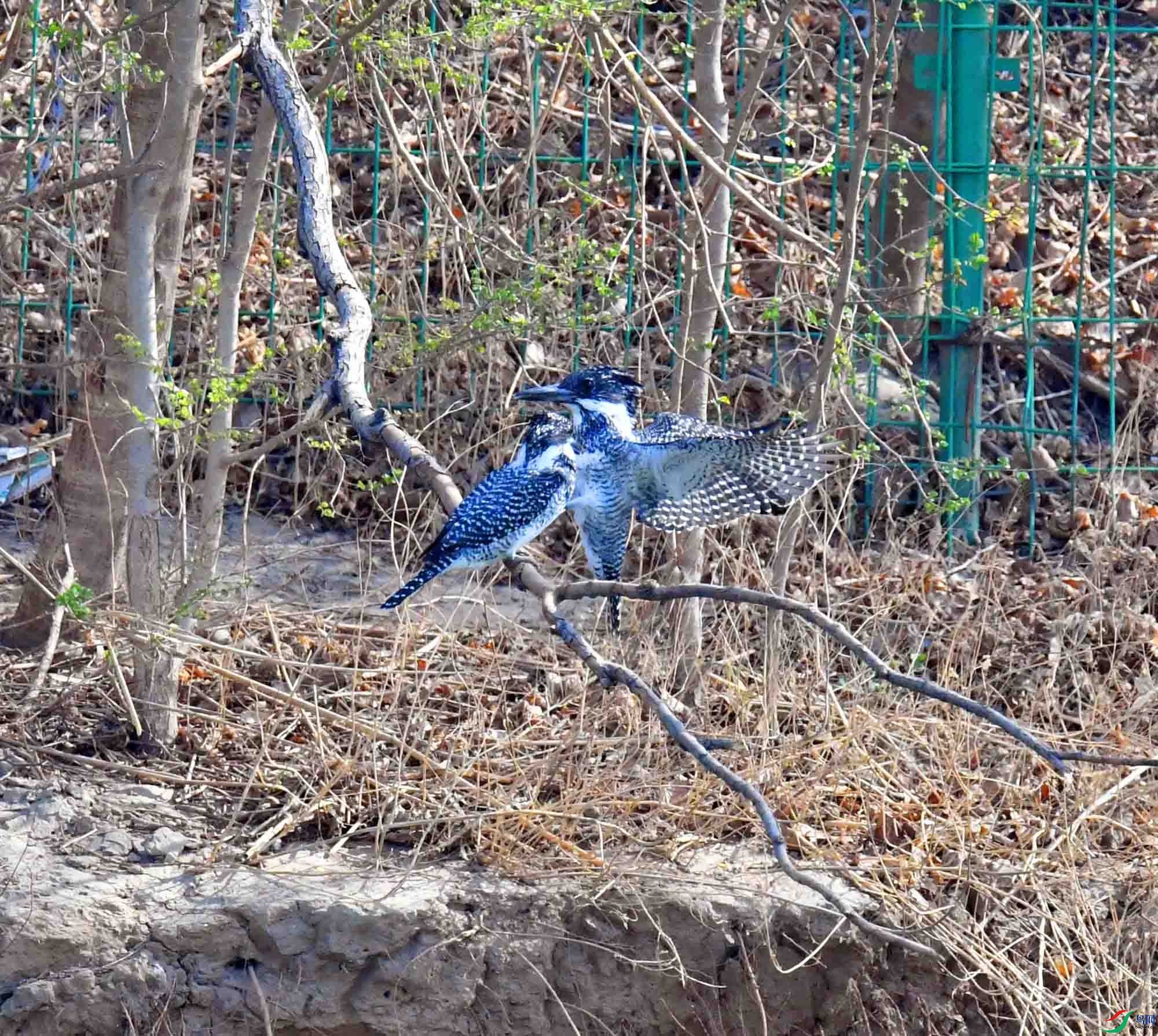 DSC_9963.JPG