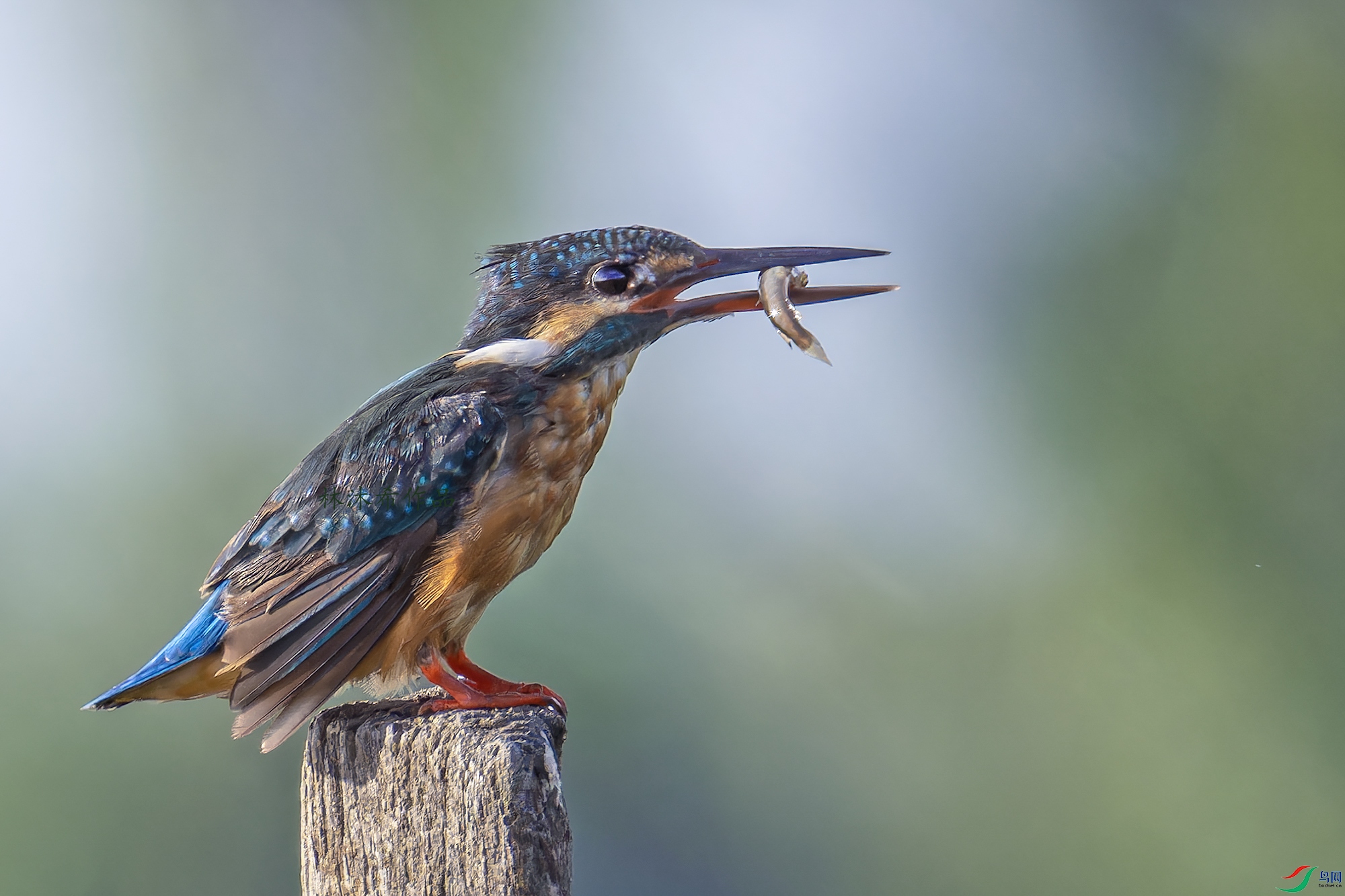 _97A7417-CR3 copy.jpg