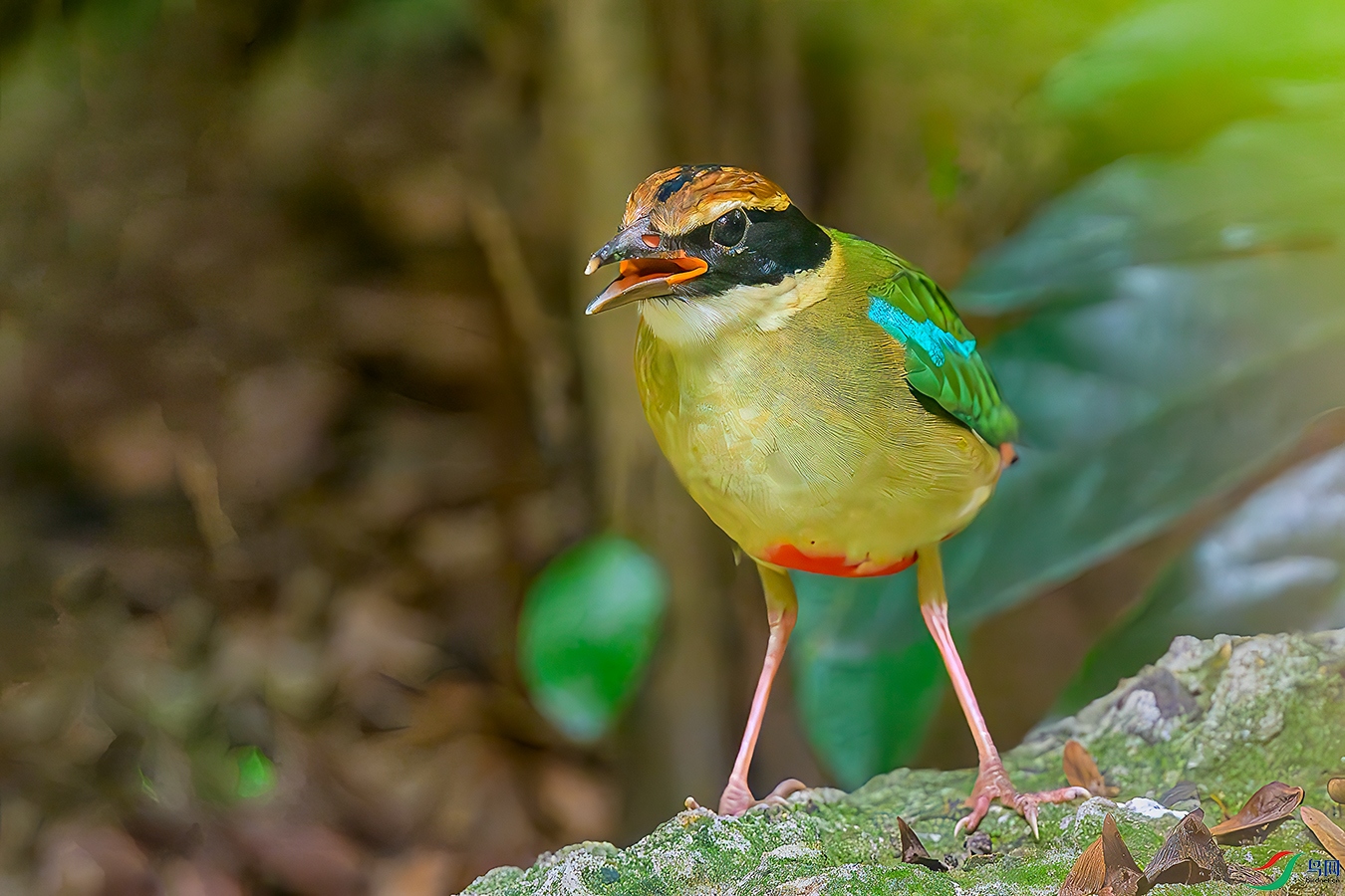 DSC_8615b.jpg