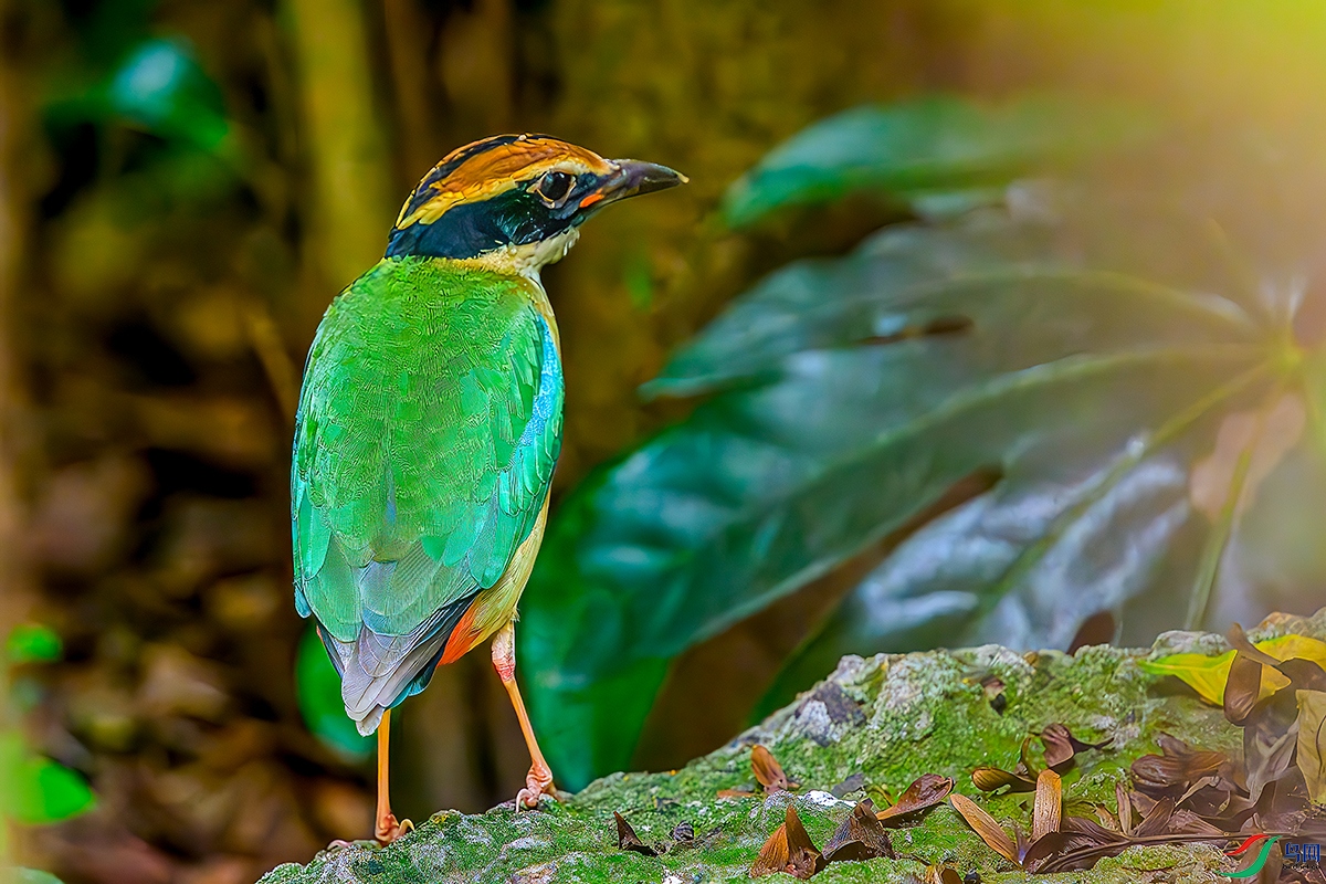DSC_8564b.jpg