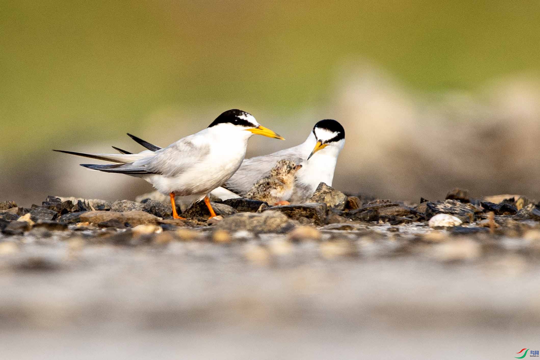 DSC_4264 ����.jpg