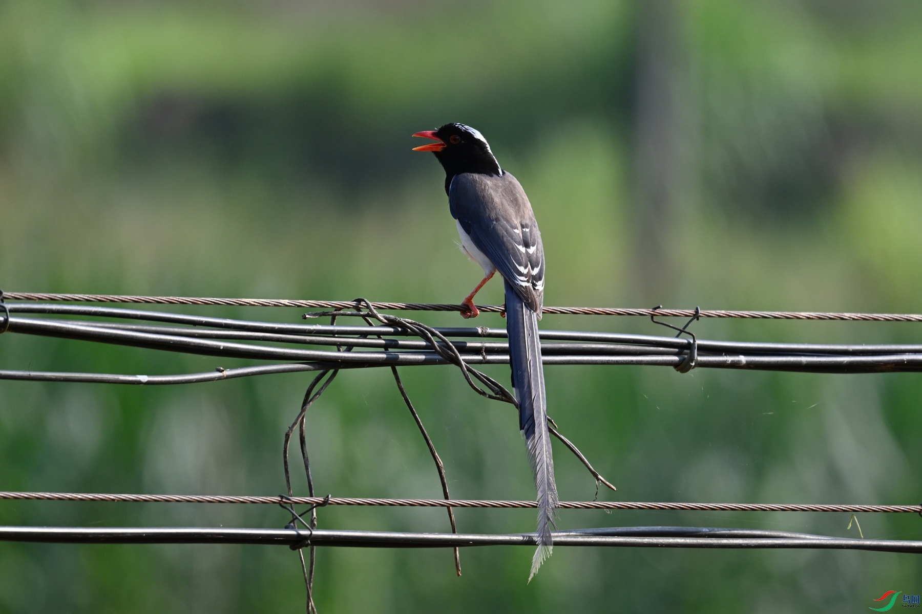 DSC_9075.JPG