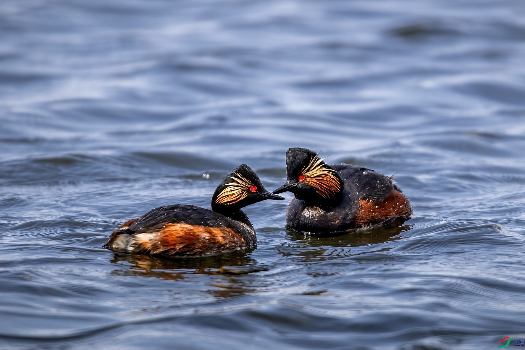 AW4I6987 ����_����.jpg