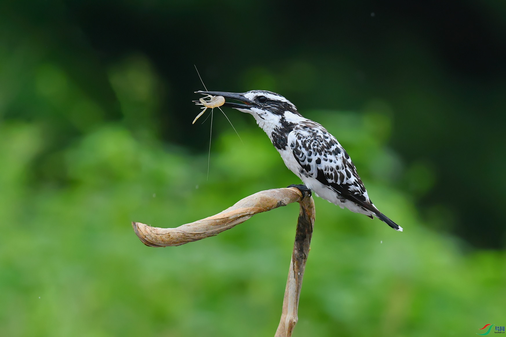 DSC_3434_DxOa.jpg