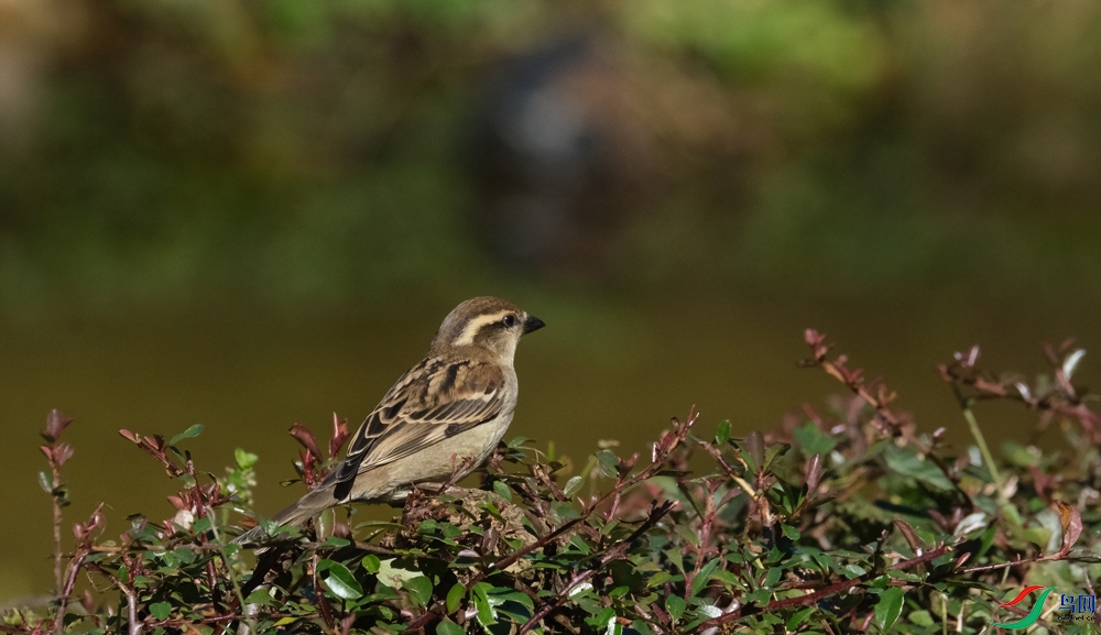 DSCF5605.1.jpg