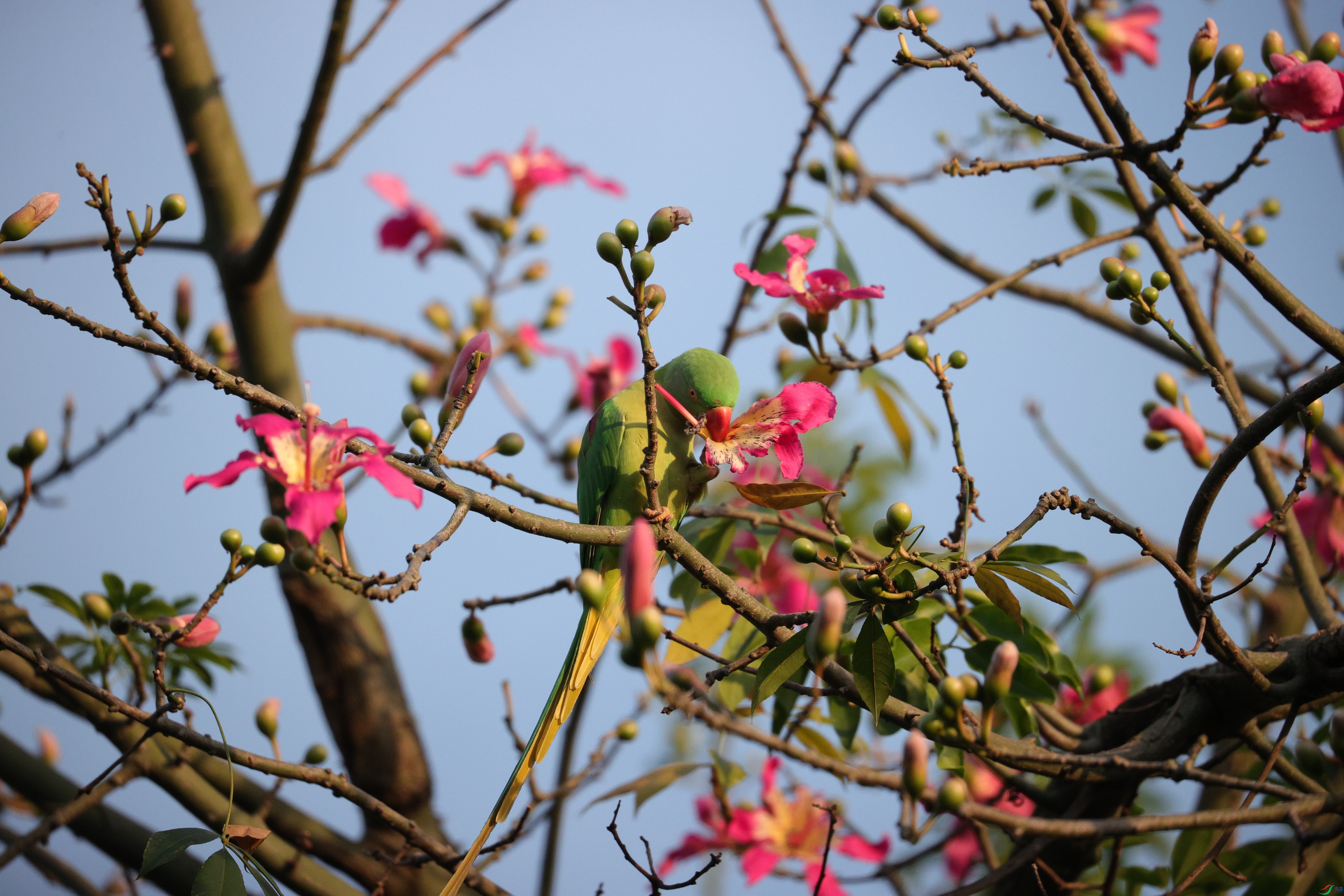 6803��ש����