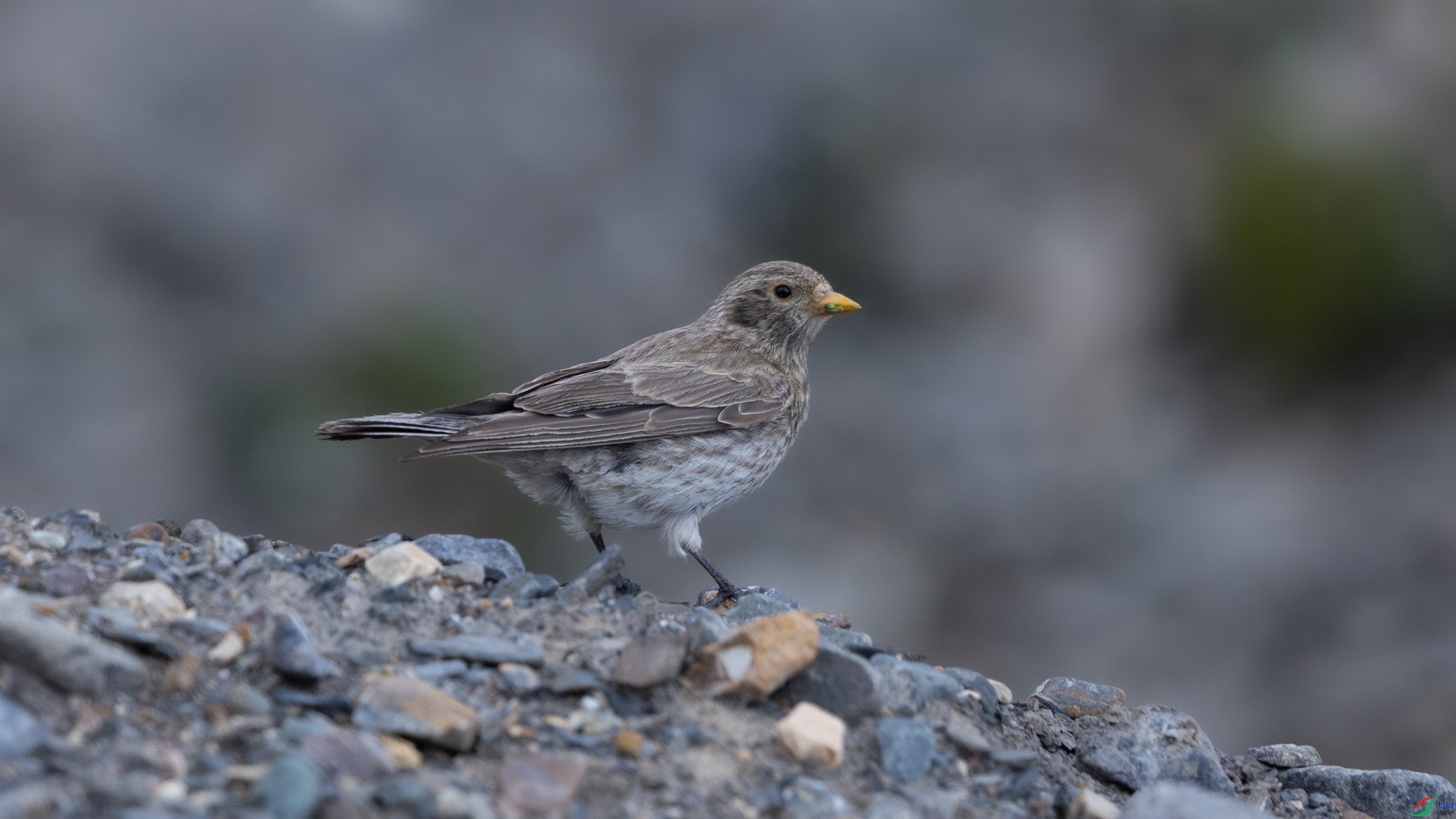 _O7A4588 ����4444.jpg