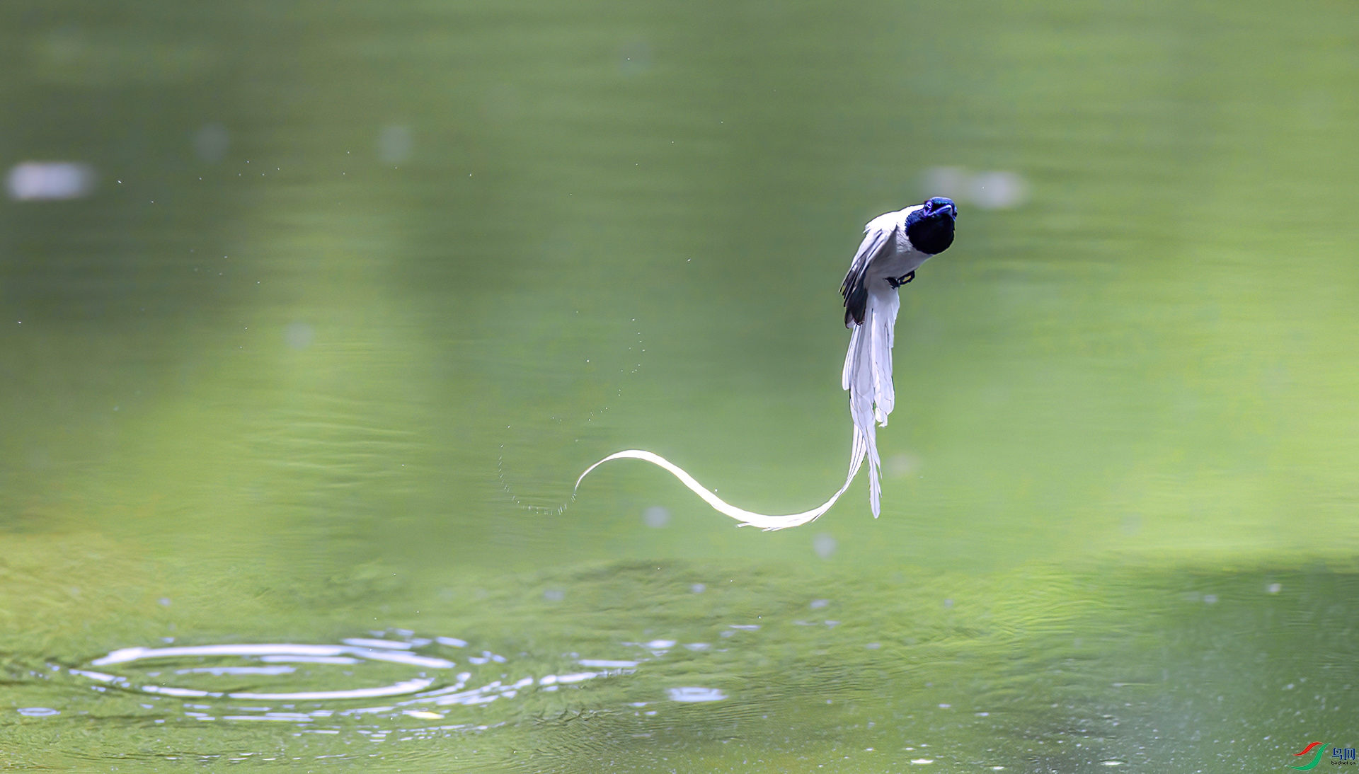 407A2099 ����-Sha====1 .jpg