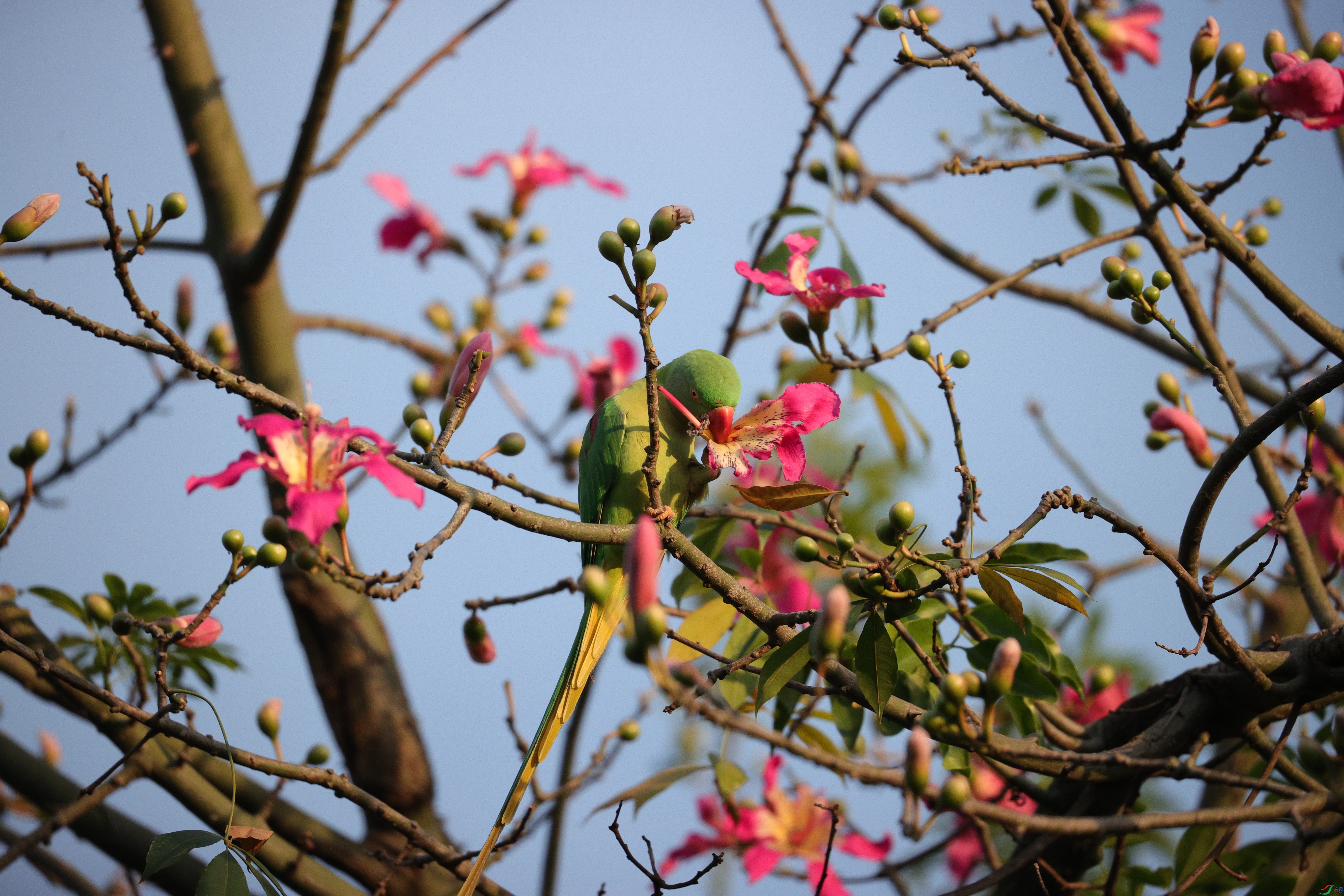 6804��ש����