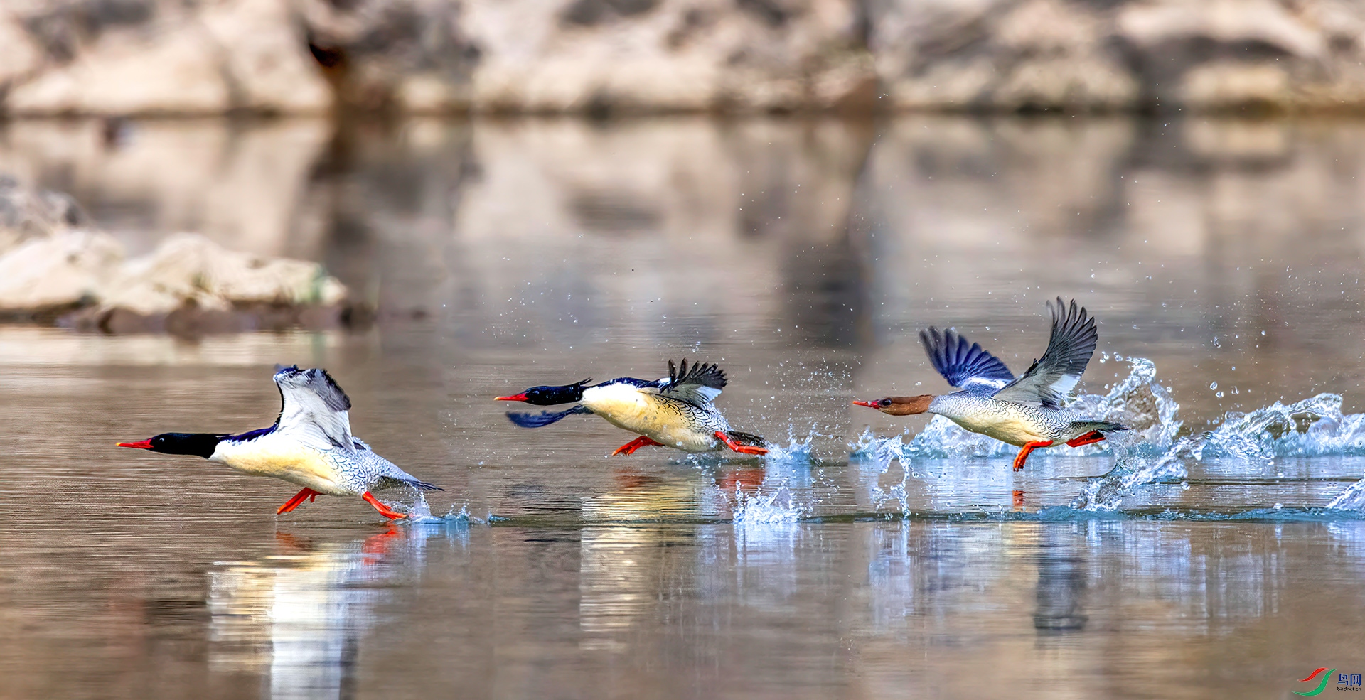 407A1671 ����.jpg----0-Sha-----1 .jpg