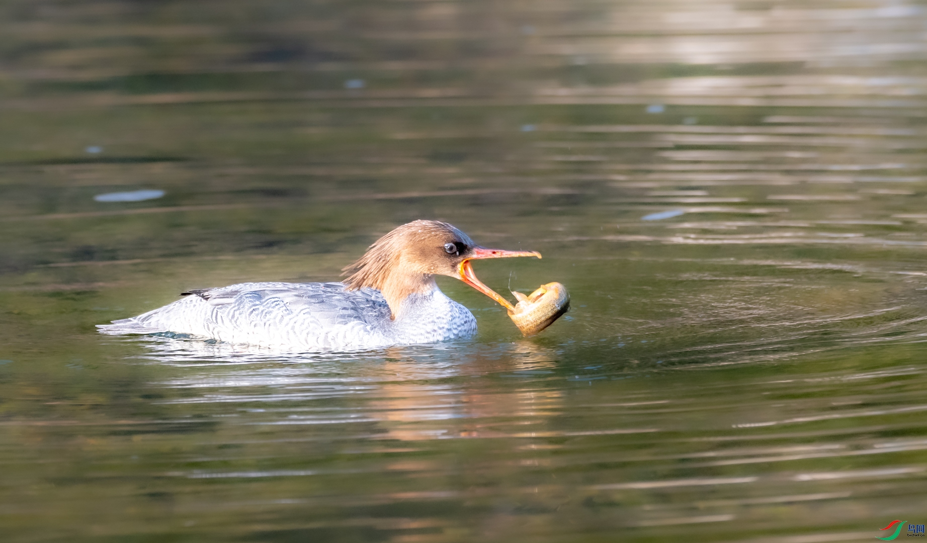 DSC_2429.jpg