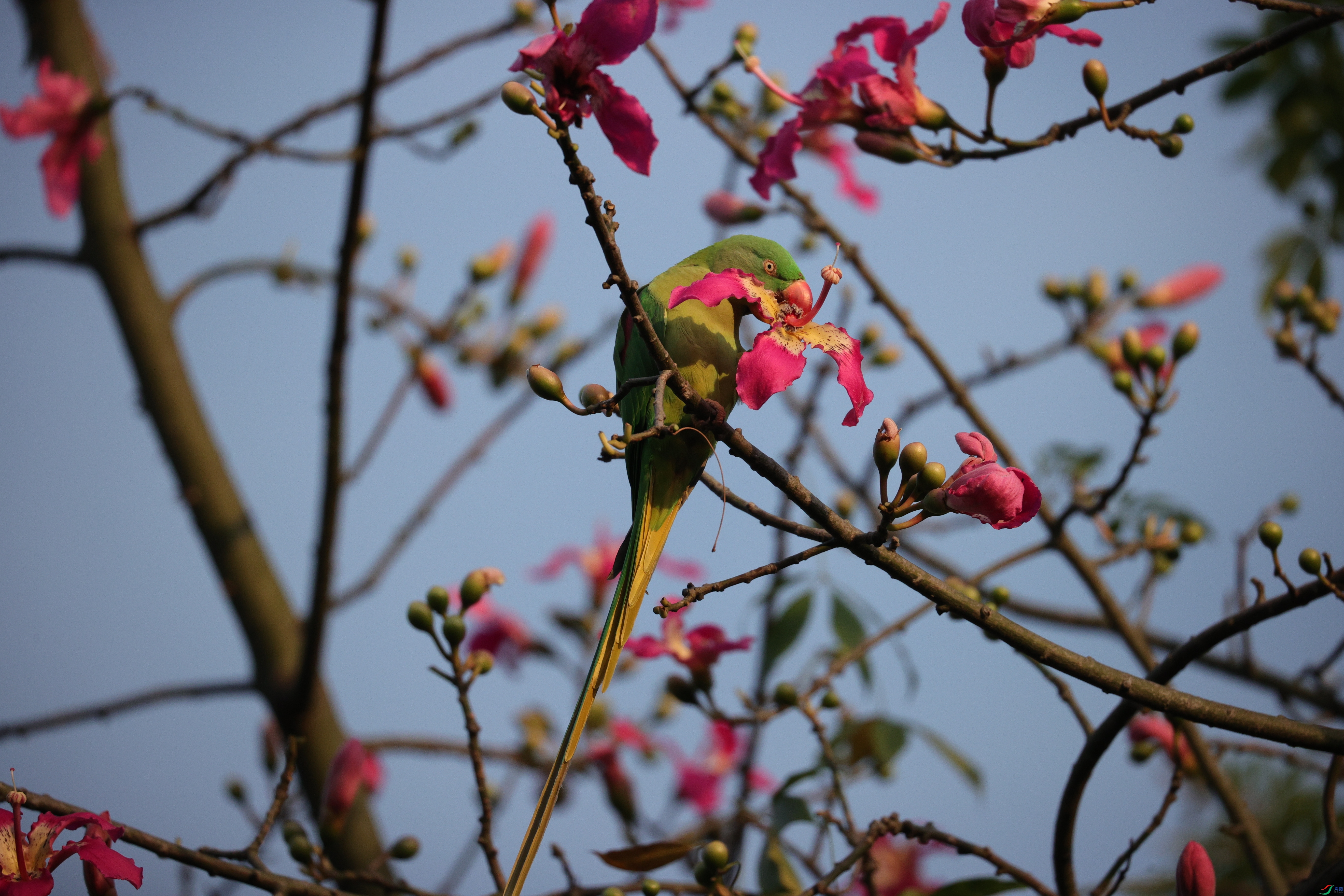 6815��ש����