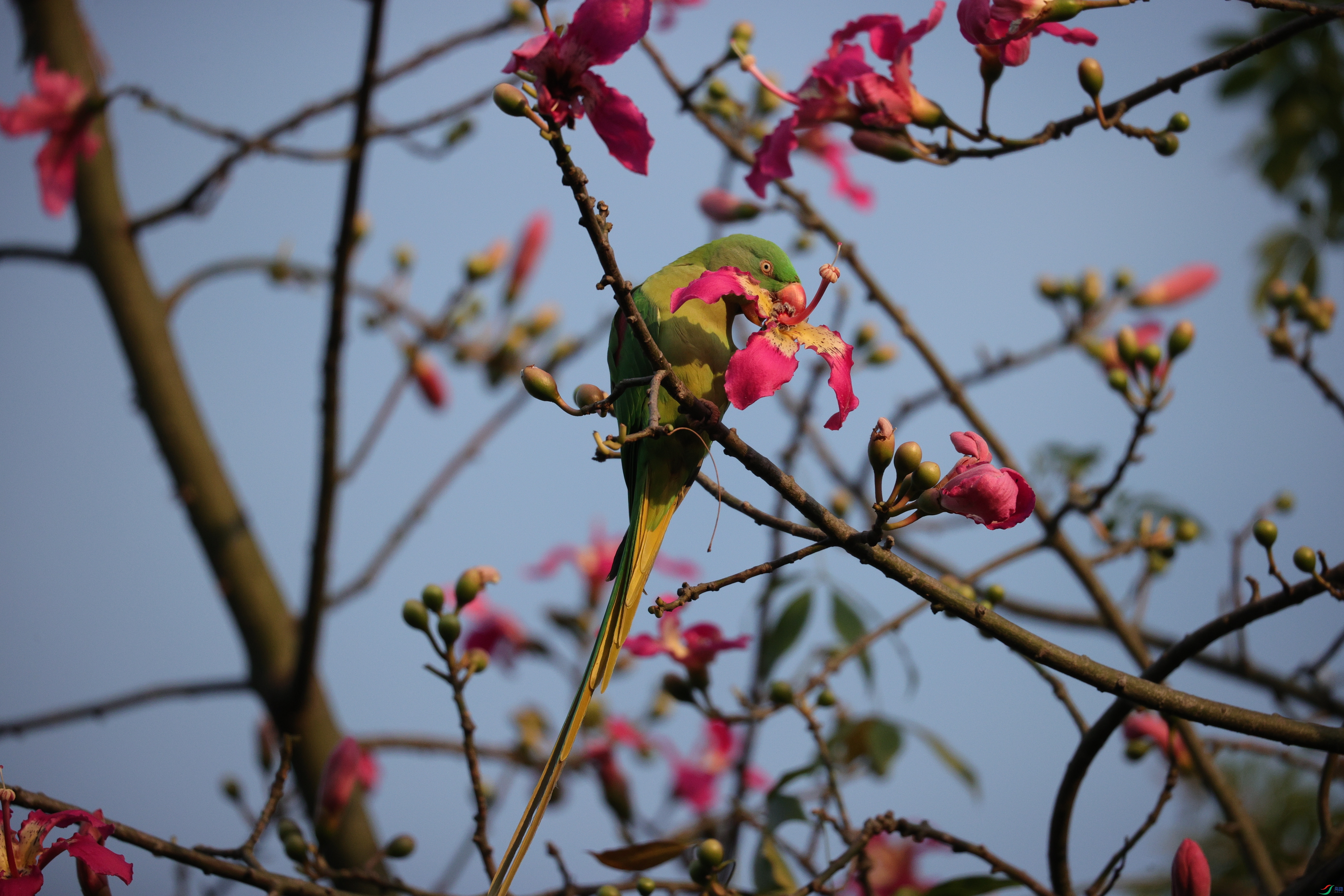 6816��ש����