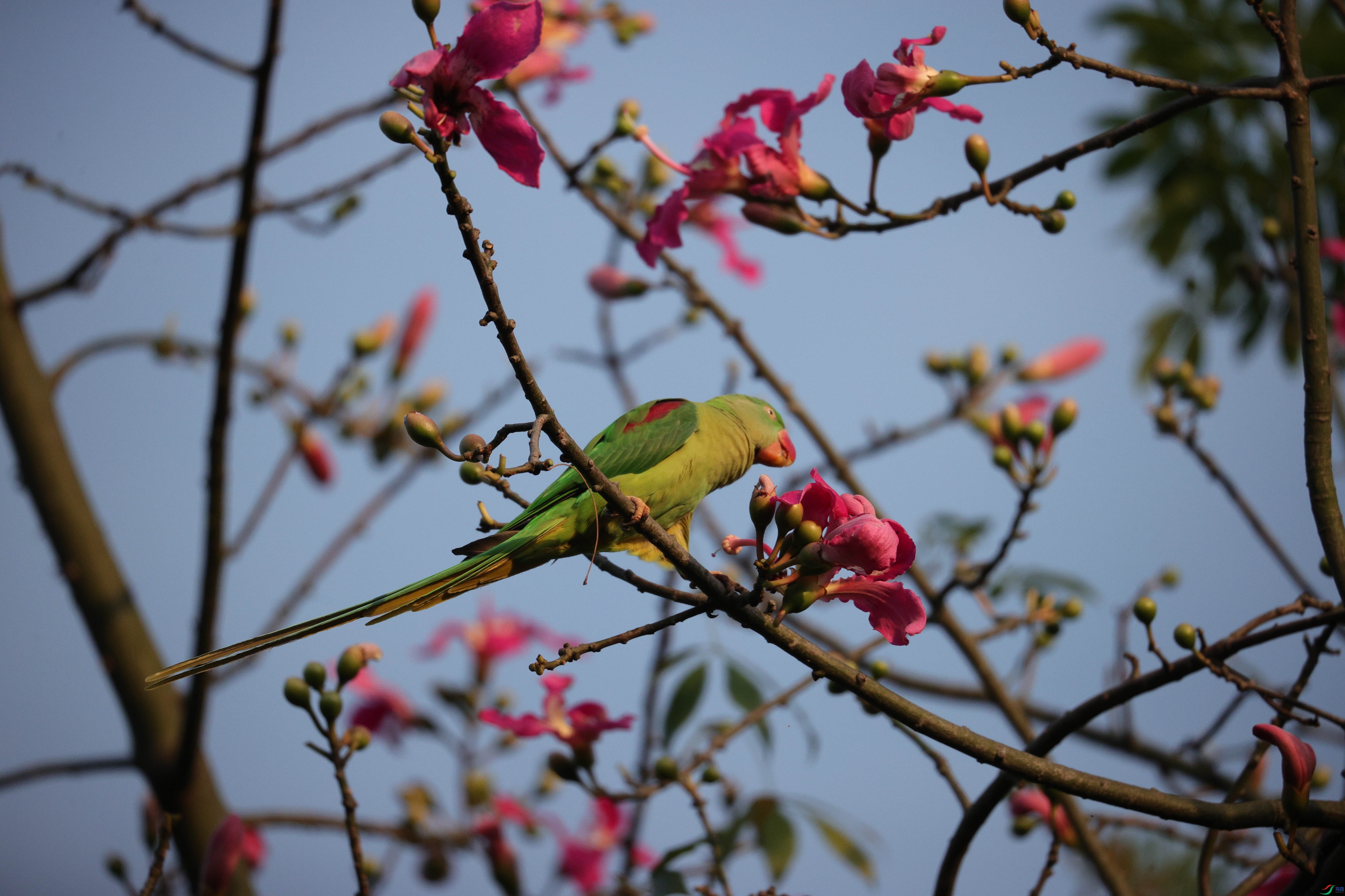 6821��ש����