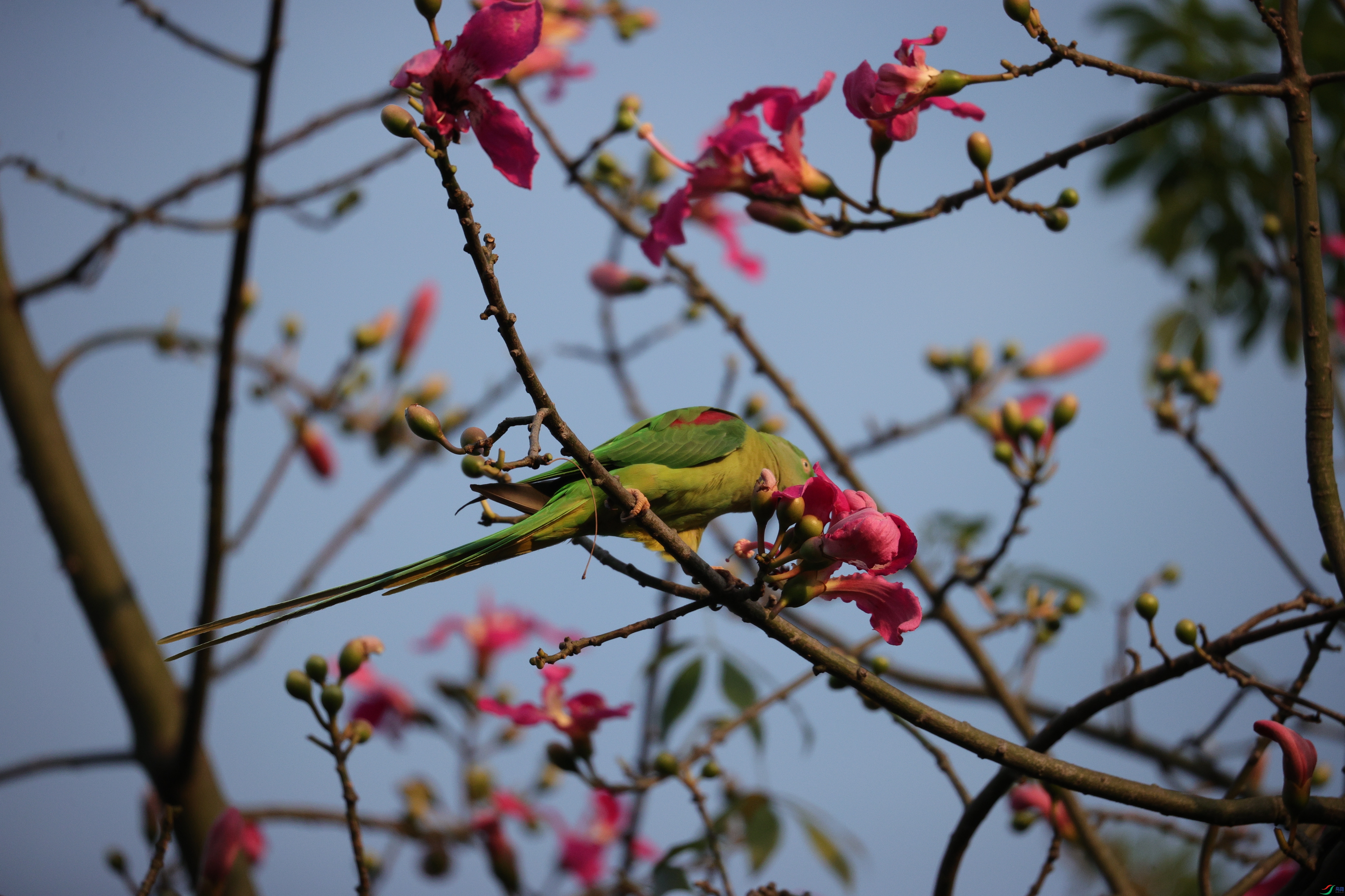 6823��ש����