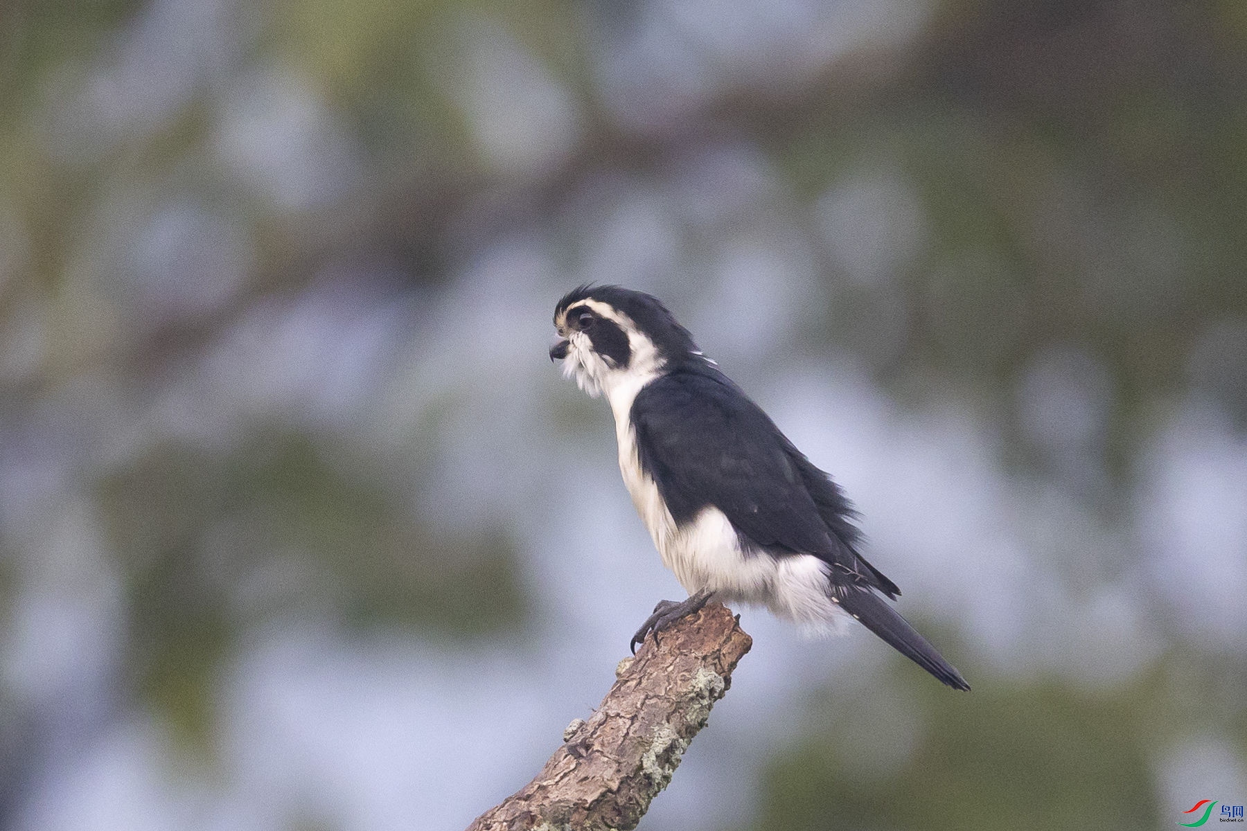 ����С��