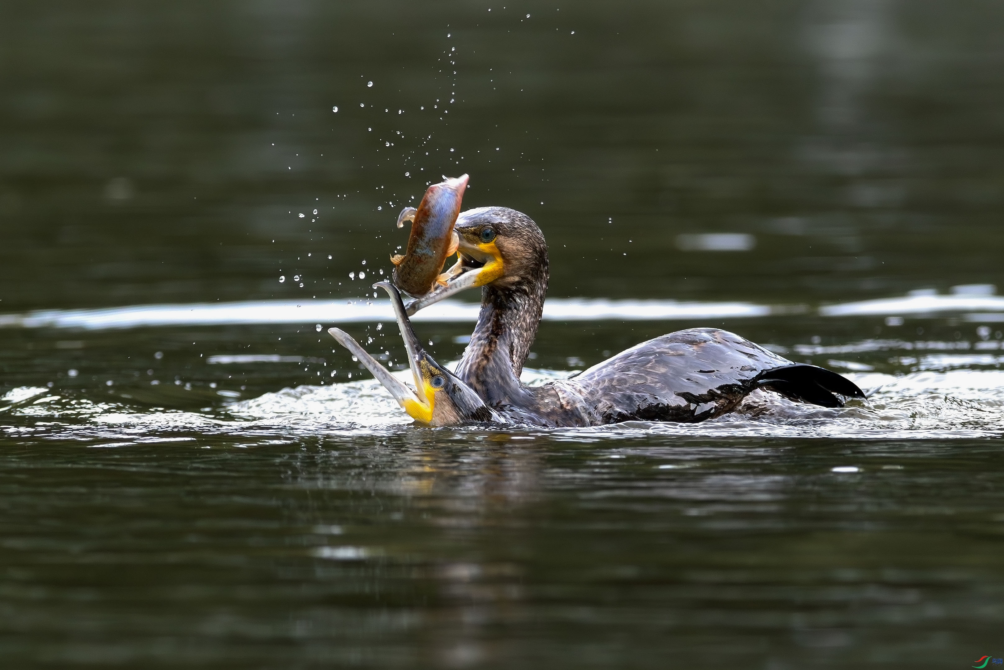 3Z6A1732-����ǿ-NR ����.jpg