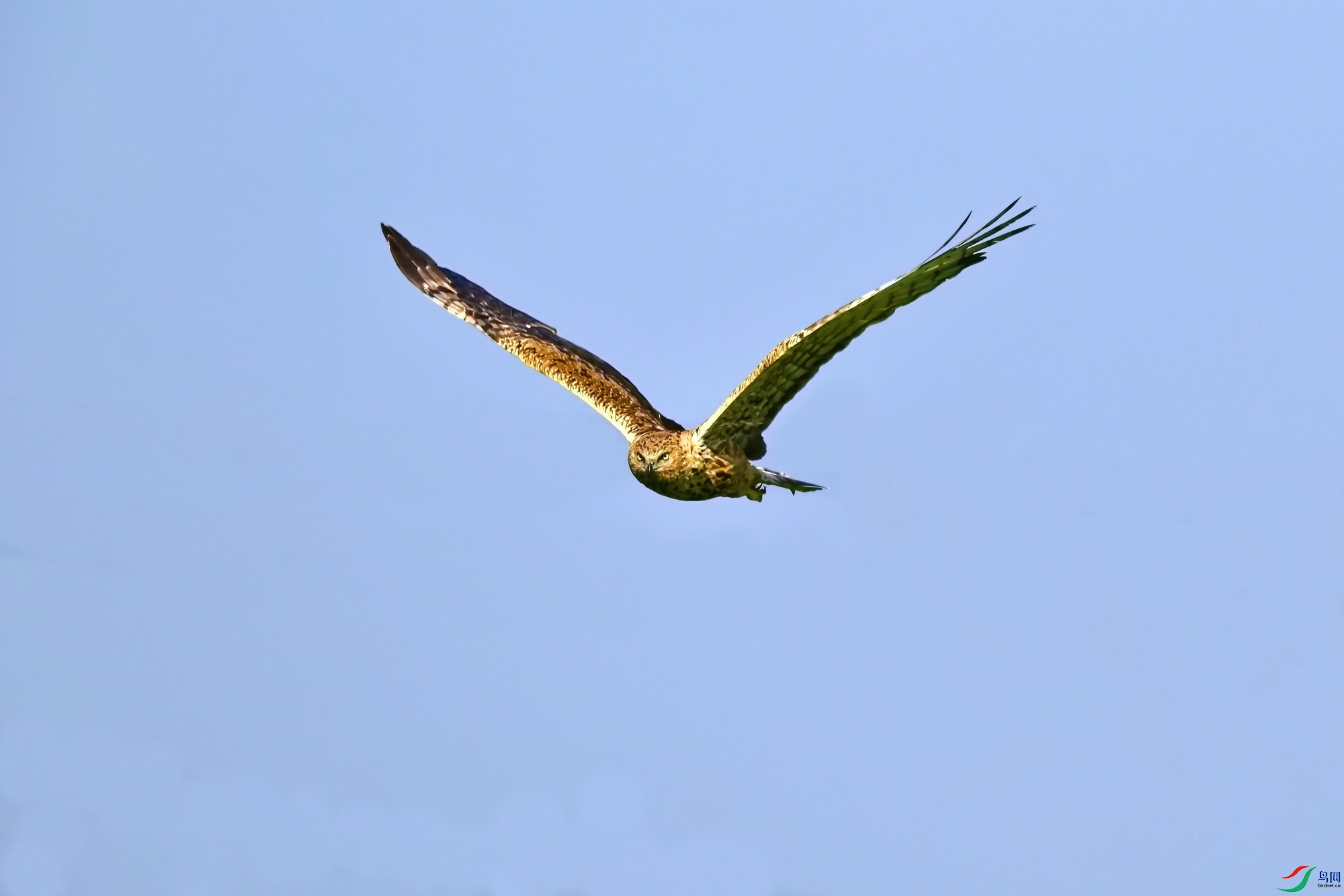 IMG_6624-1.JPG