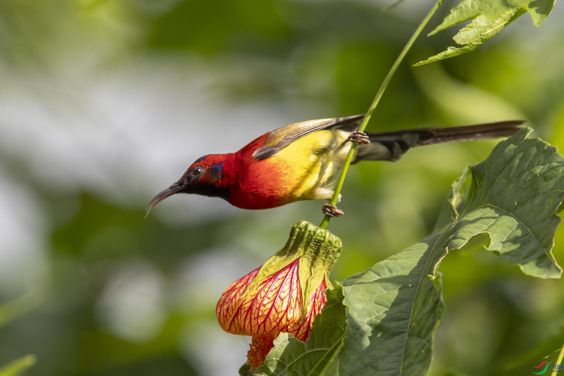 ����̫����