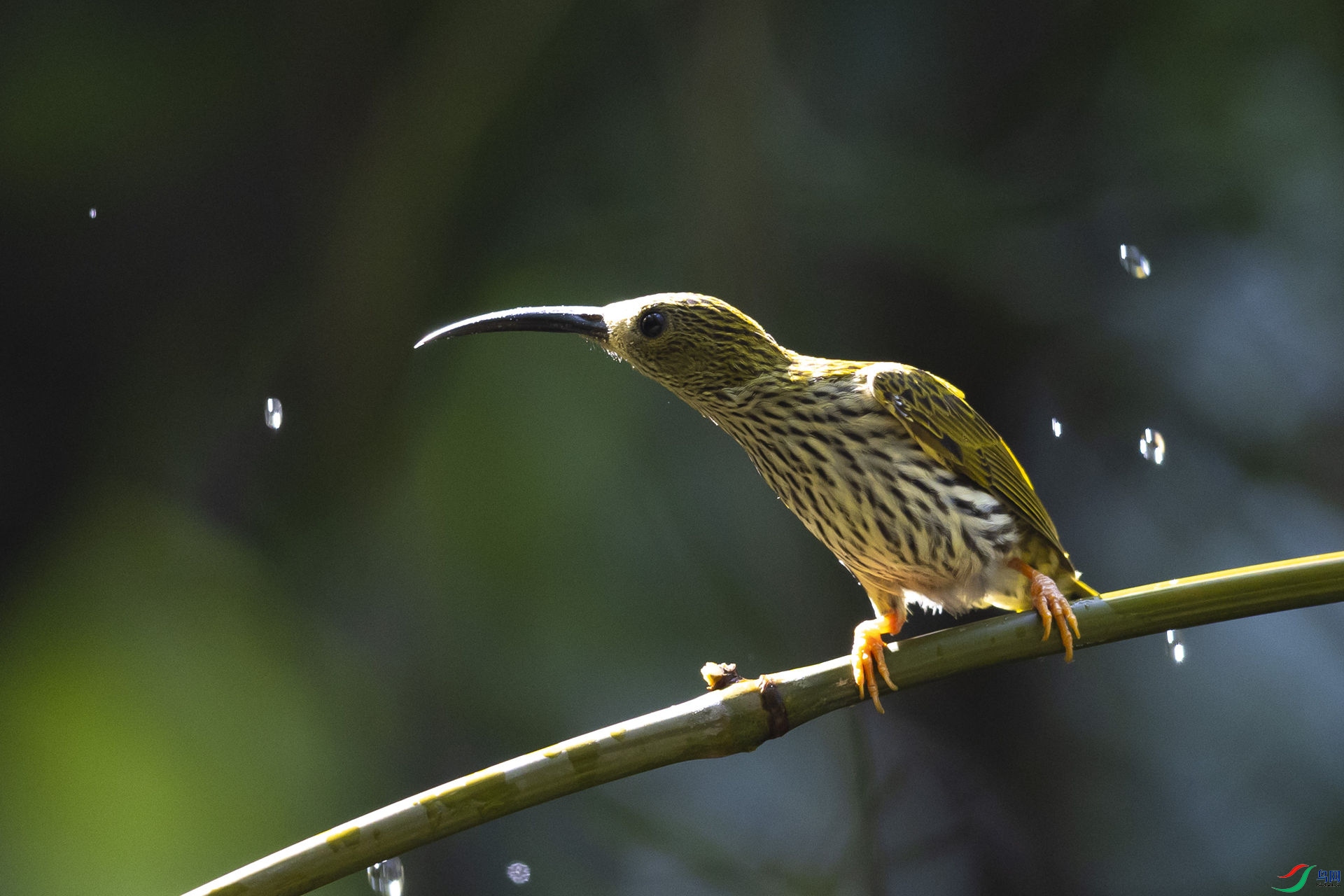 �Ʊ�������