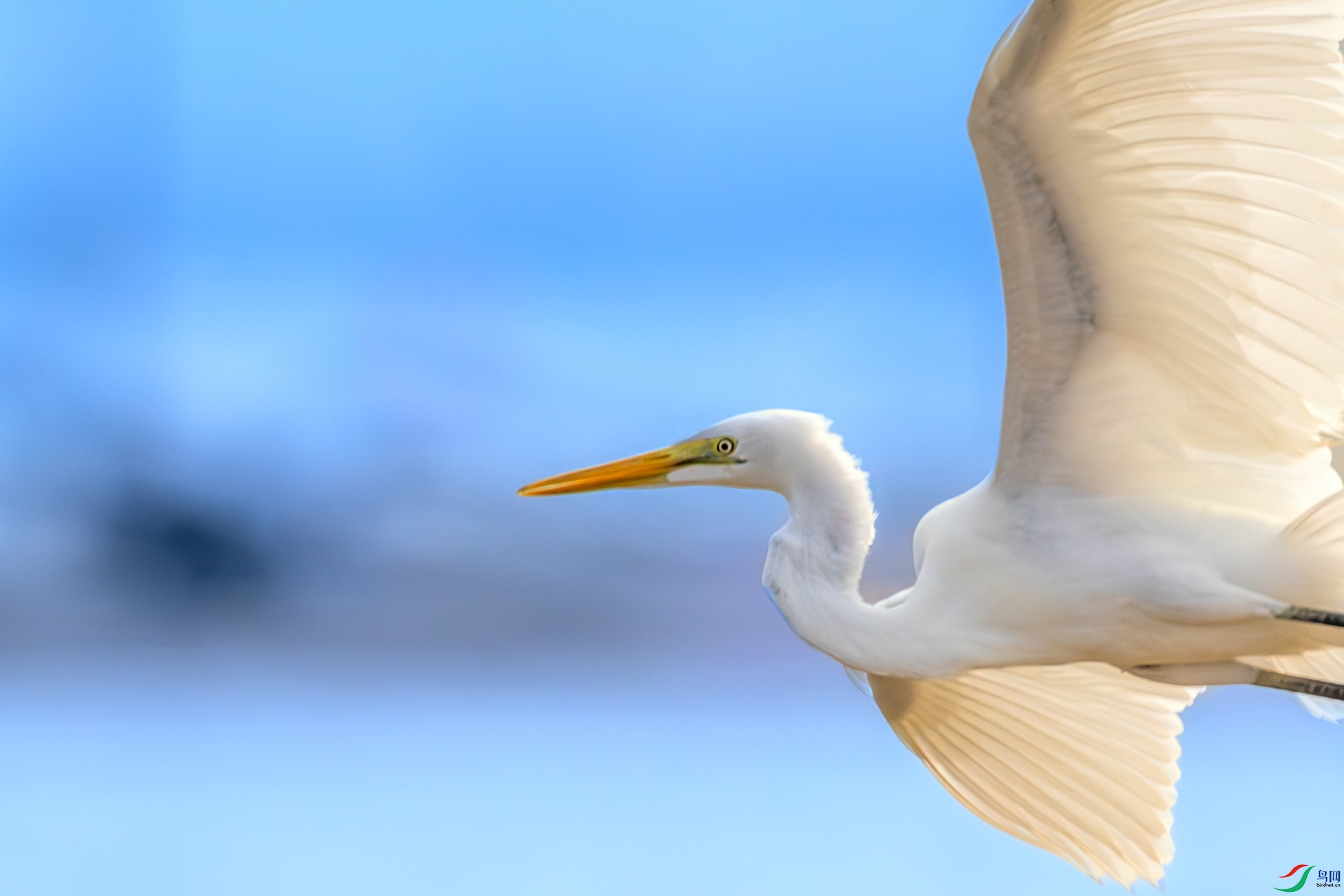 _16A8352.jpg