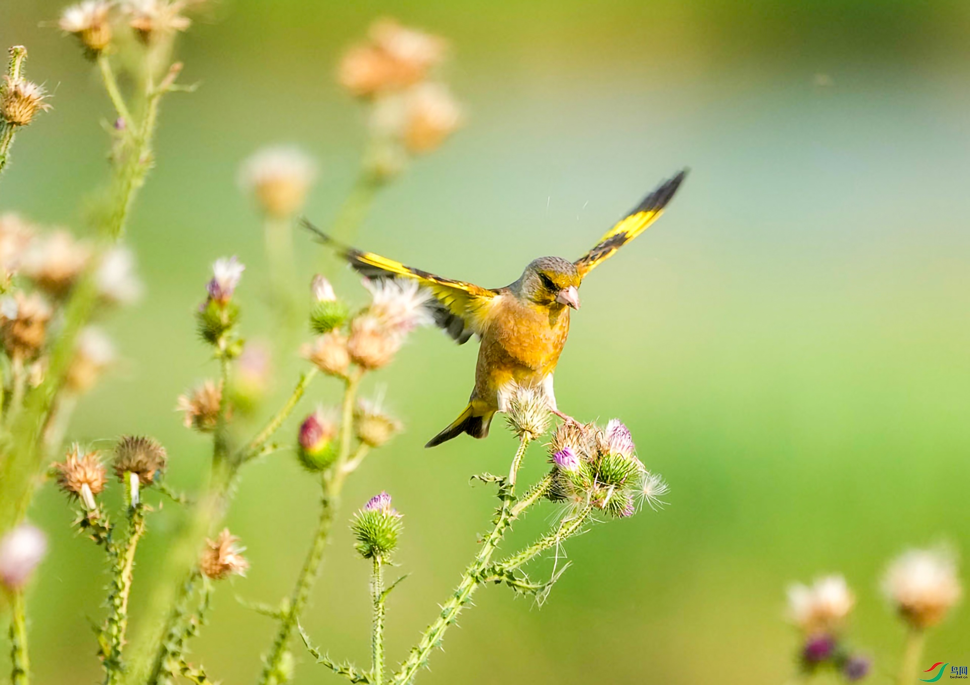 DSC05534 ����.jpg