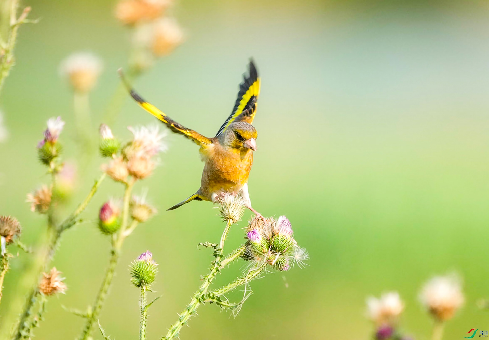 DSC05535 ����.jpg