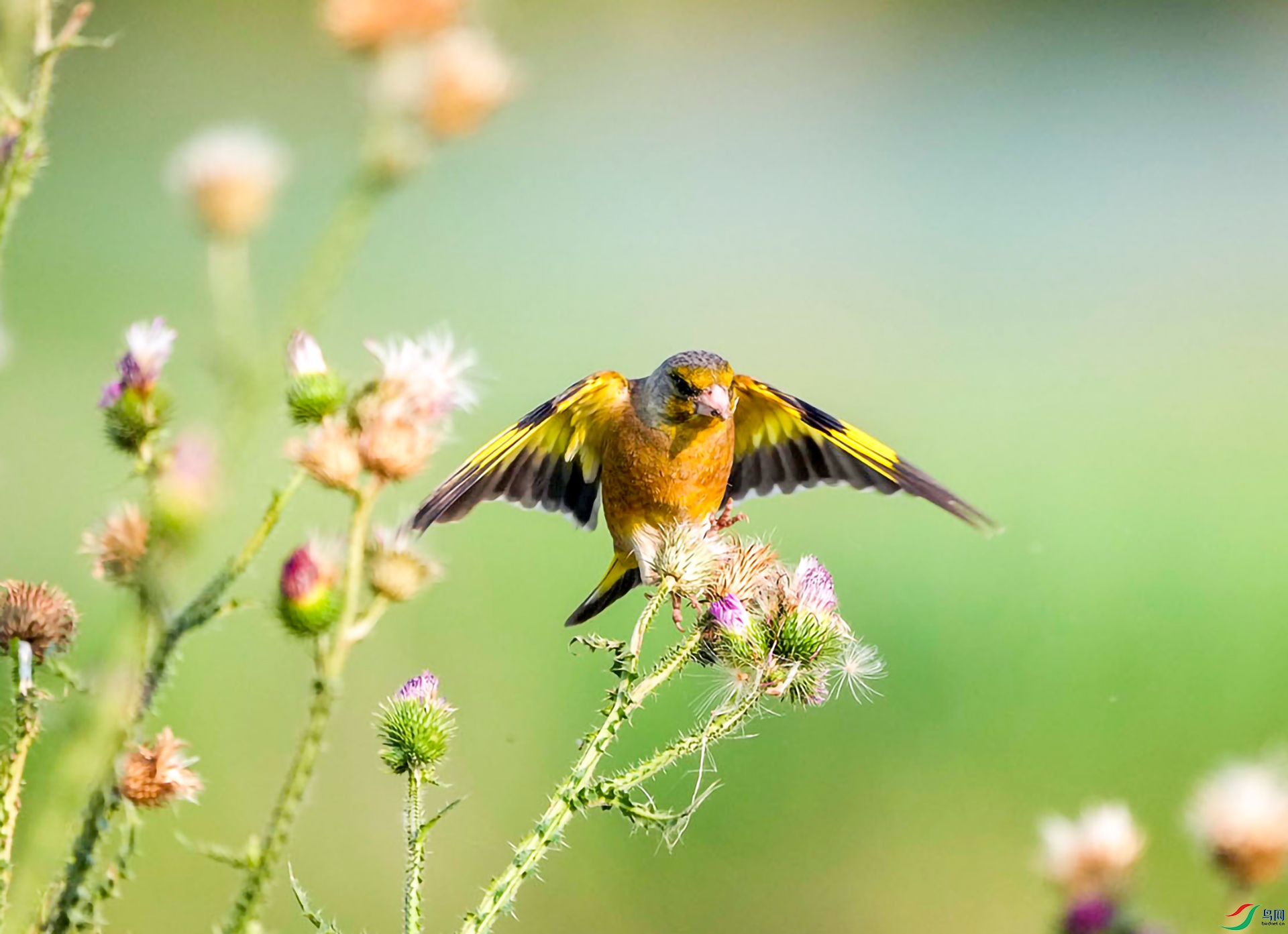 DSC05539 ����.jpg