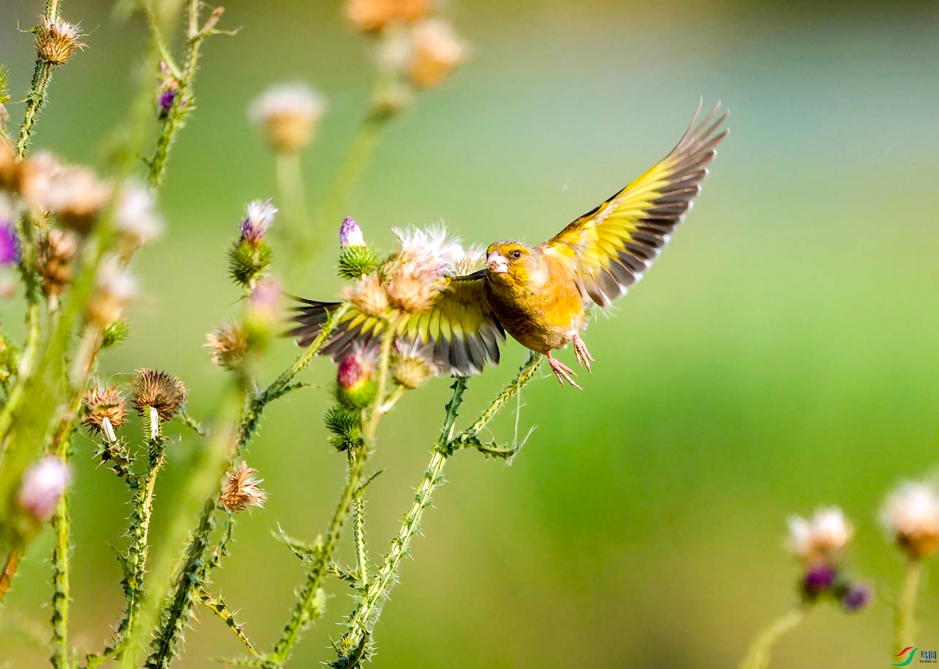 DSC05568 ����.jpg