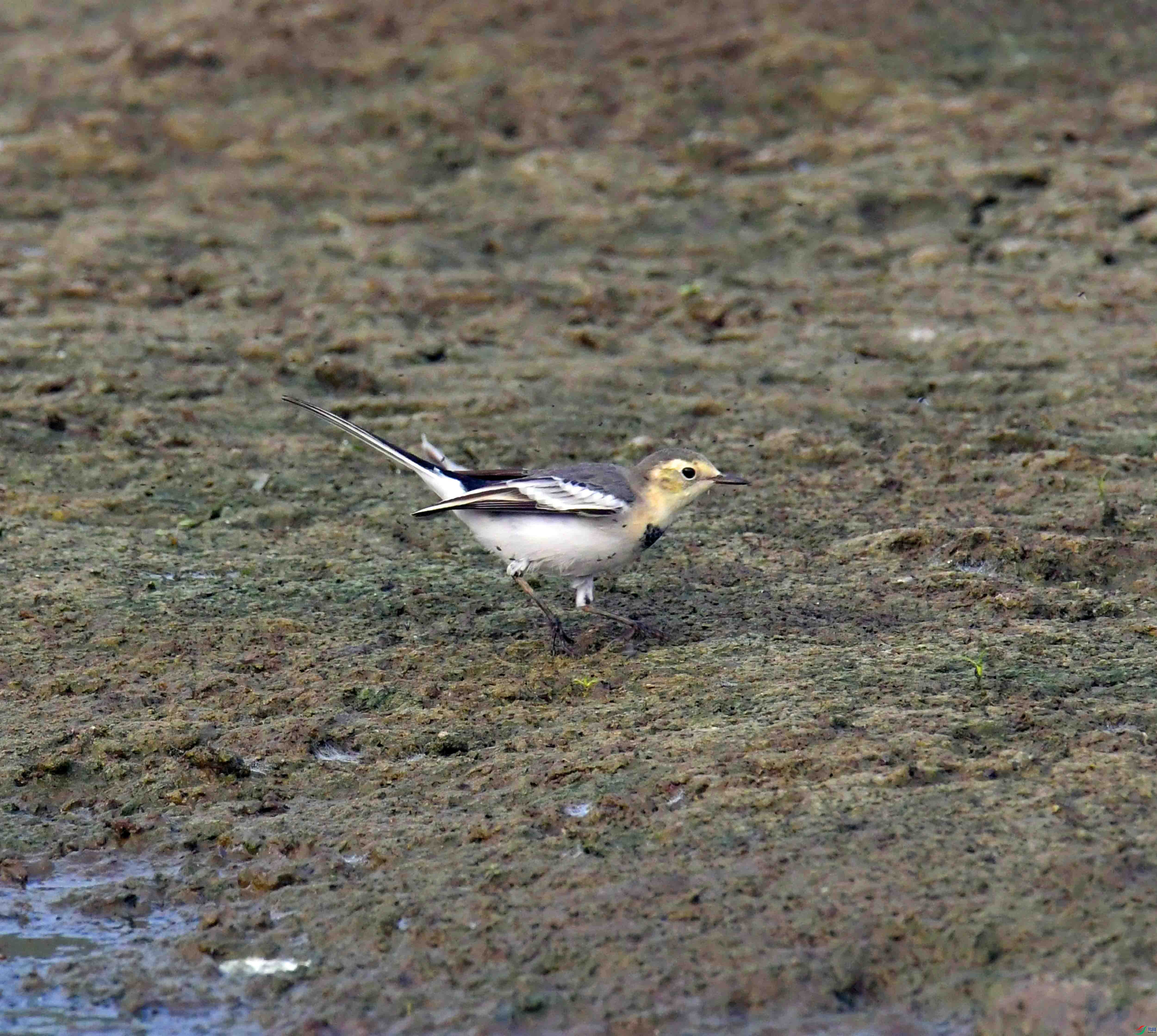 DSC_0306.JPG