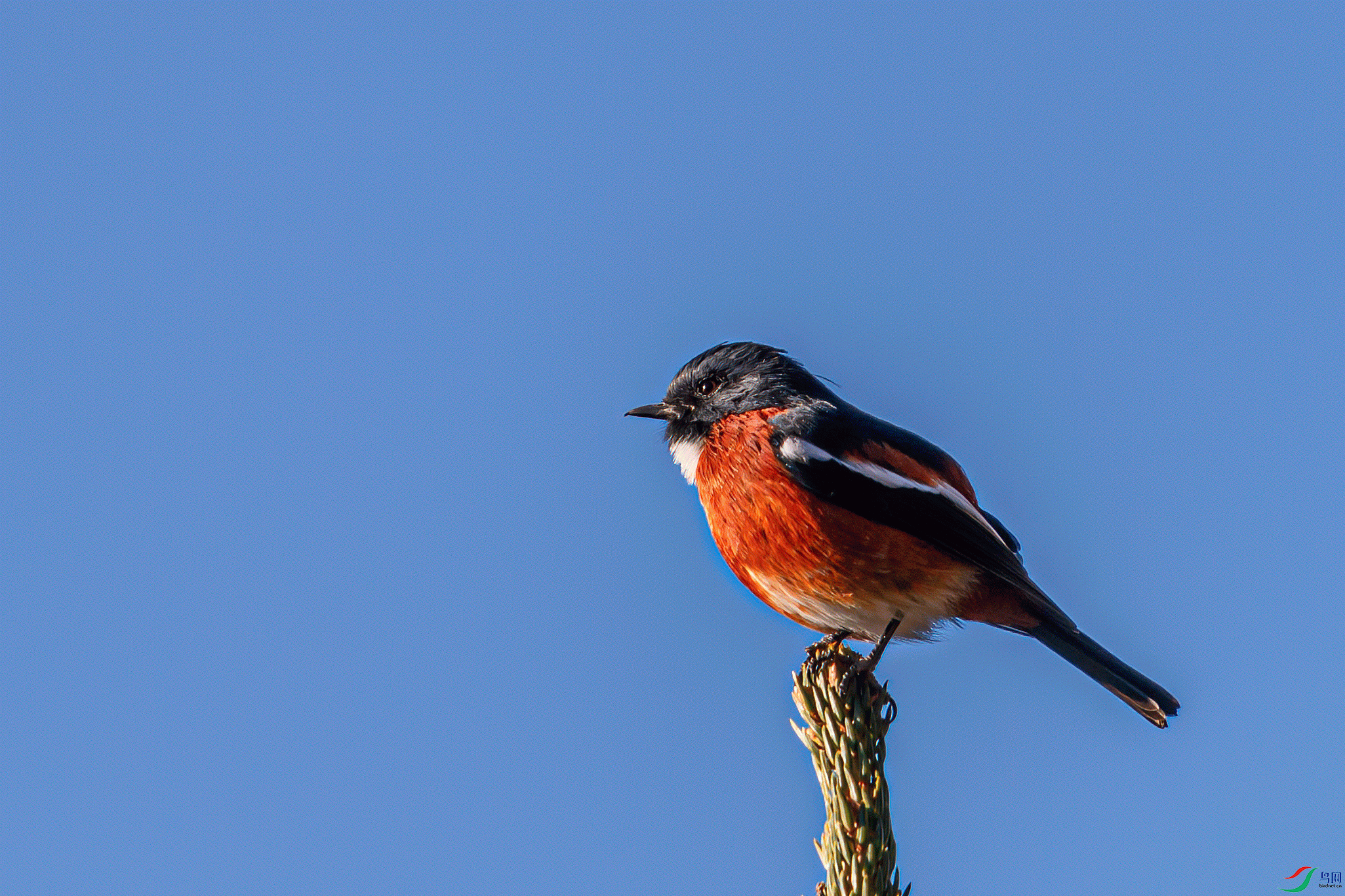 _DSC6674-1.gif
