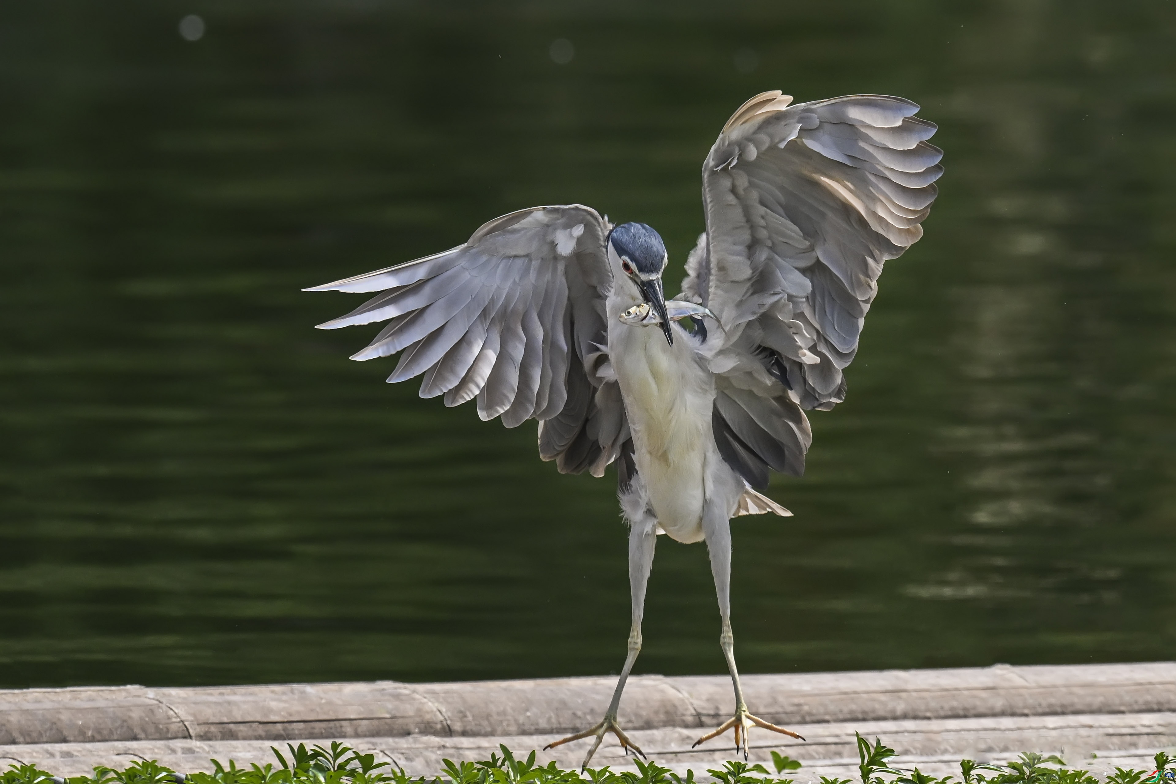DSC_8935.jpg