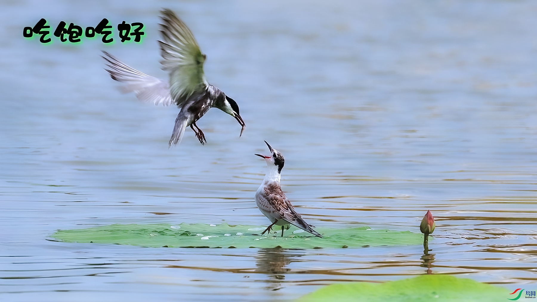 �Ա��Ժ�-���� ����.jpg