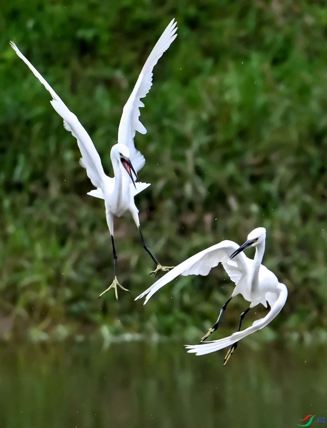 DSC_2783---_conew1.jpg
